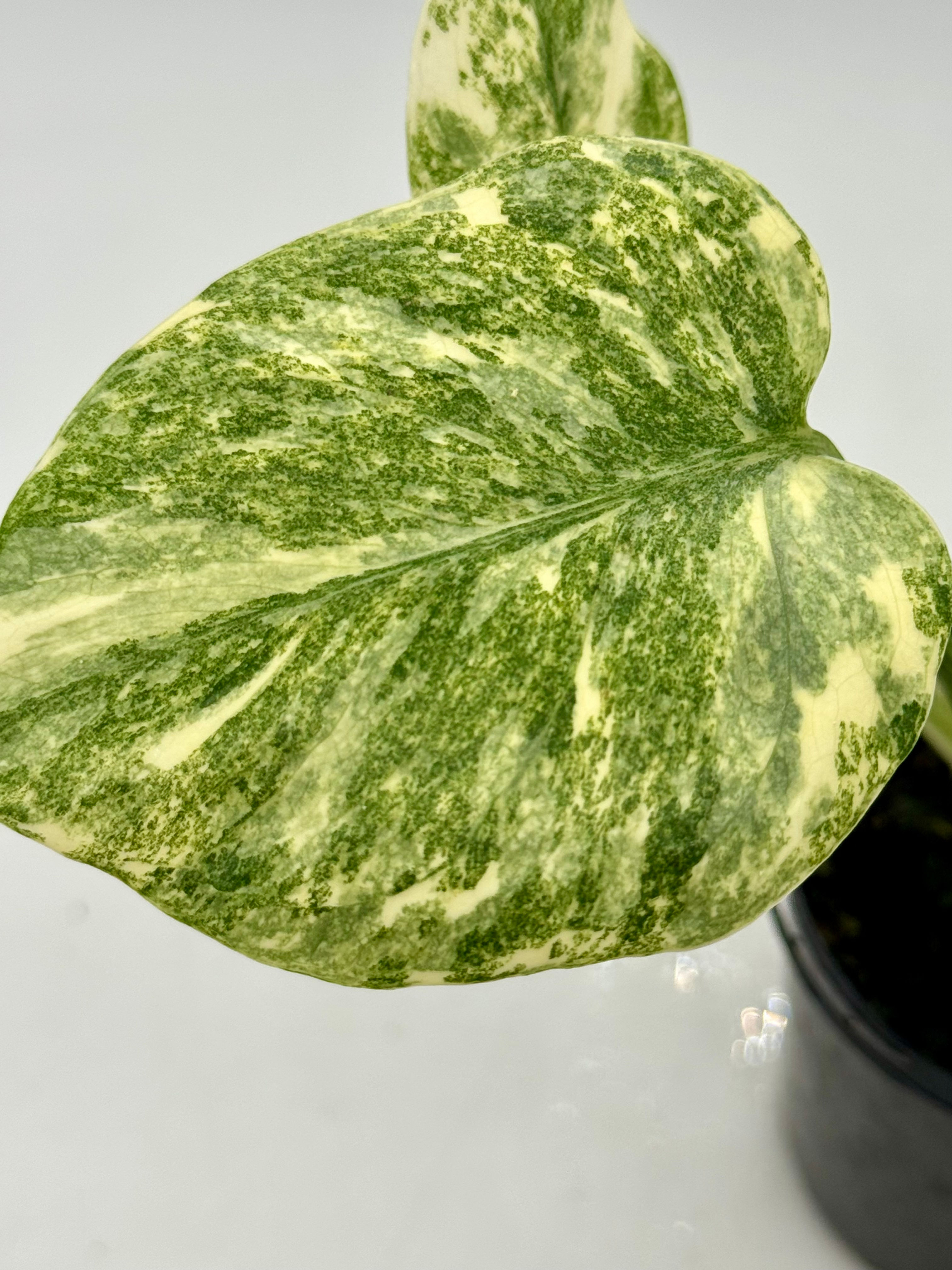 Monstera Legacy in 70mm