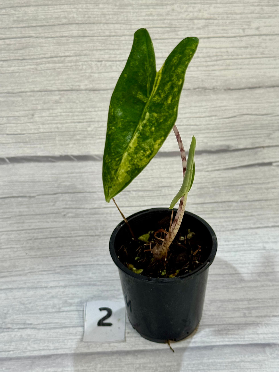 Thumbnail: Alocasia Zebrina Aurea Variegated 