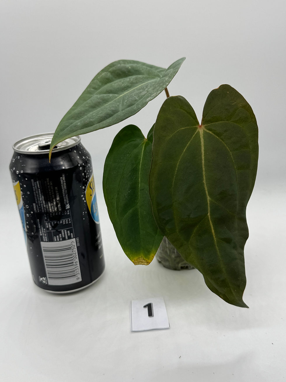 Thumbnail: Anthurium Ace of Spades x Papillilaminum in 70mm