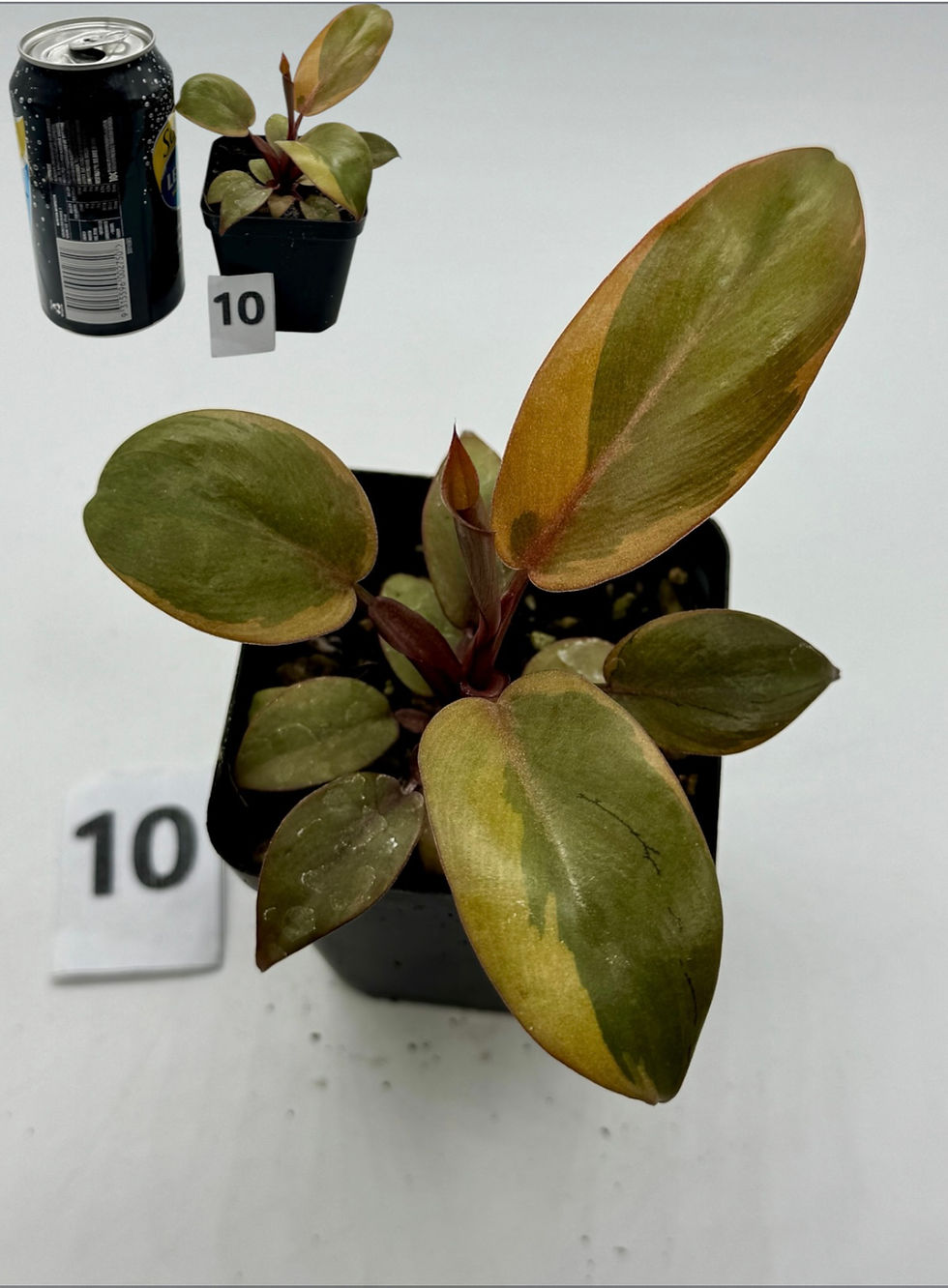 Thumbnail: Philodendron Black Cardinal in 70mm