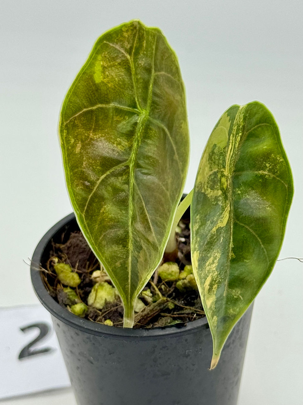 Thumbnail: Alocasia Azlanii Aurea Variegated 