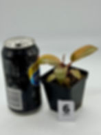 Thumbnail: Philodendron Black Cardinal Variegated 