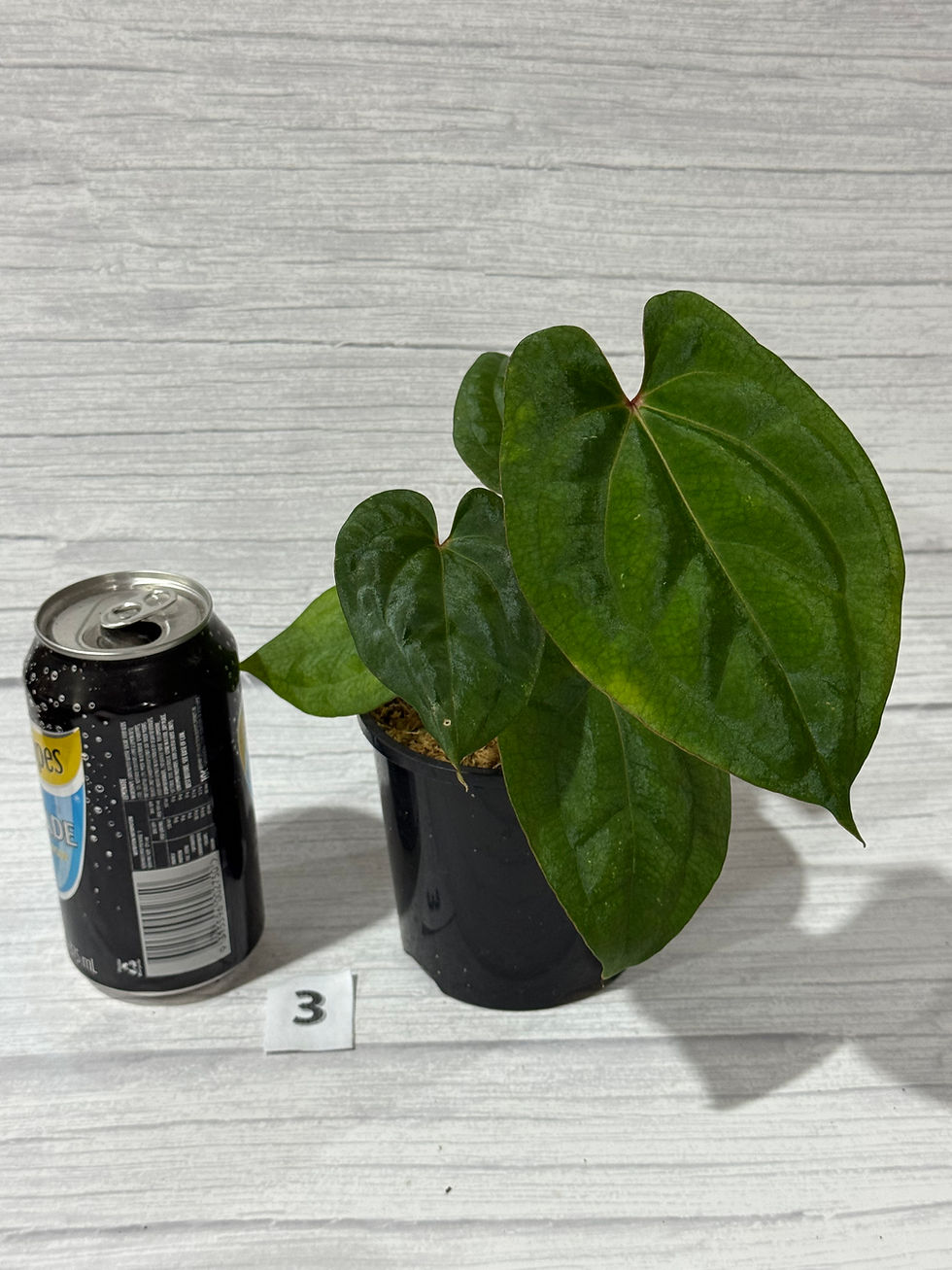 Thumbnail: Anthurium Red Dark Phoenix in 100mm 