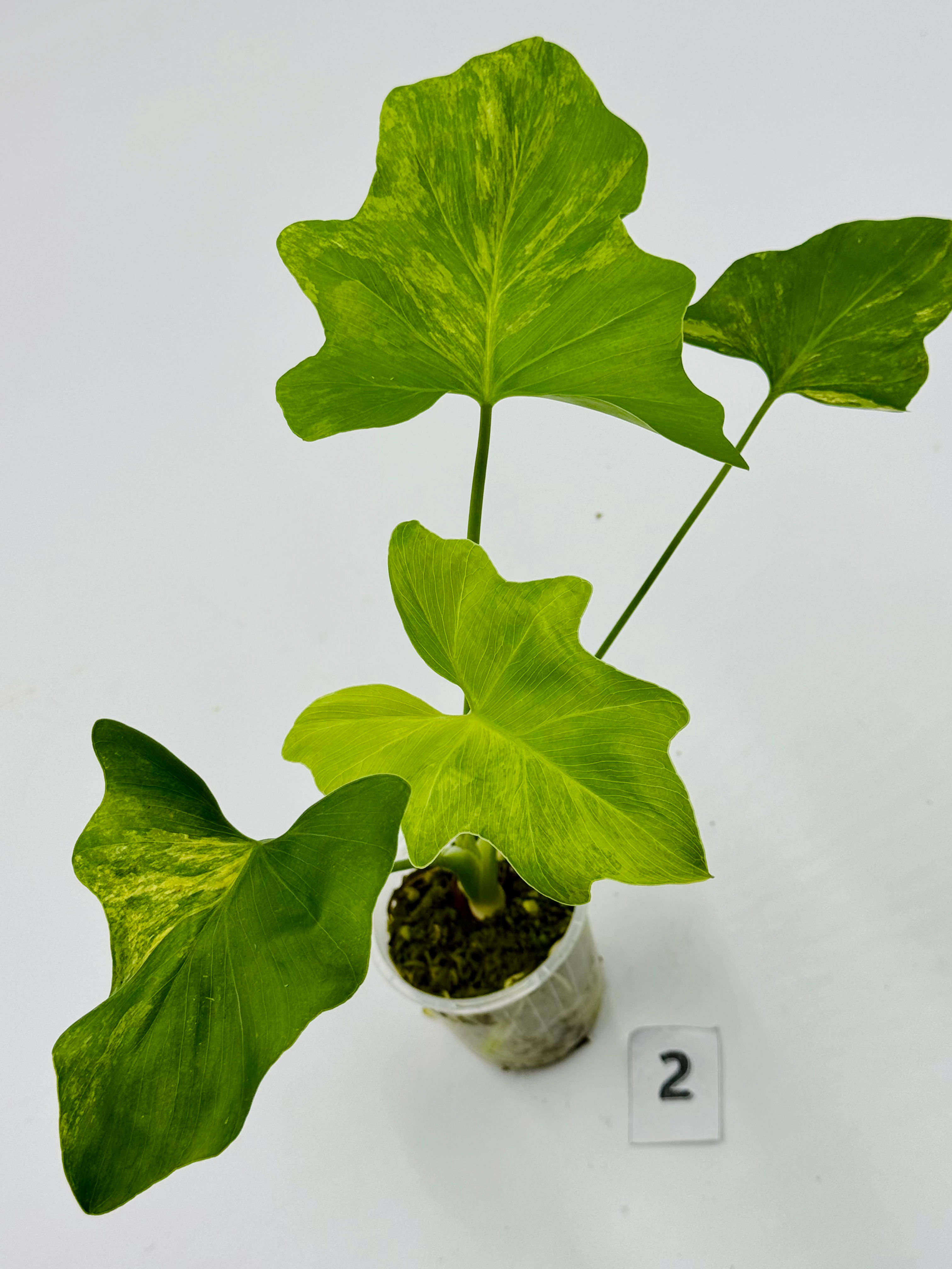 Philodendron Bipinnatifidum Variegated 