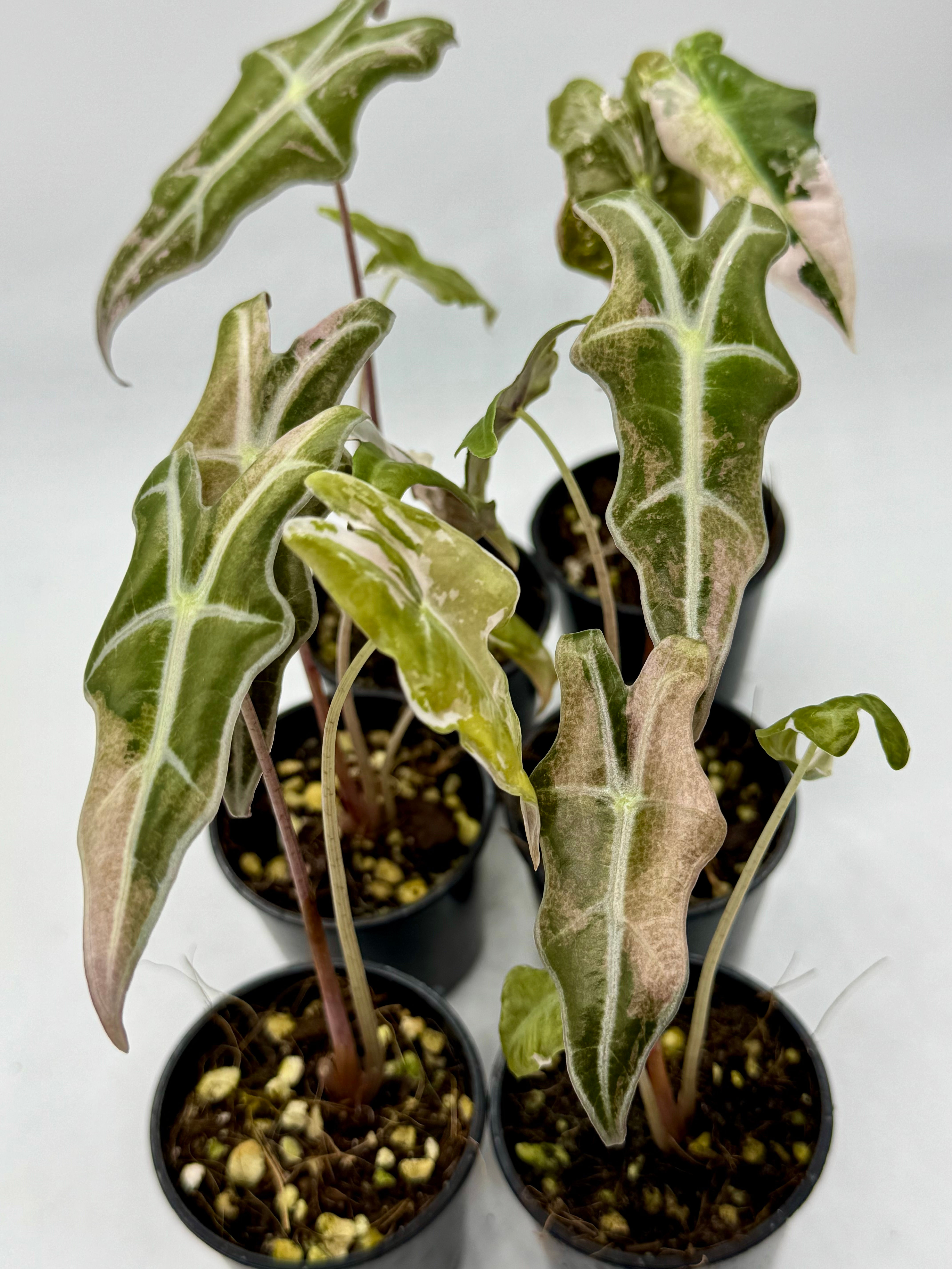 Alocasia Sanderiana Nobilis Pink Variegated