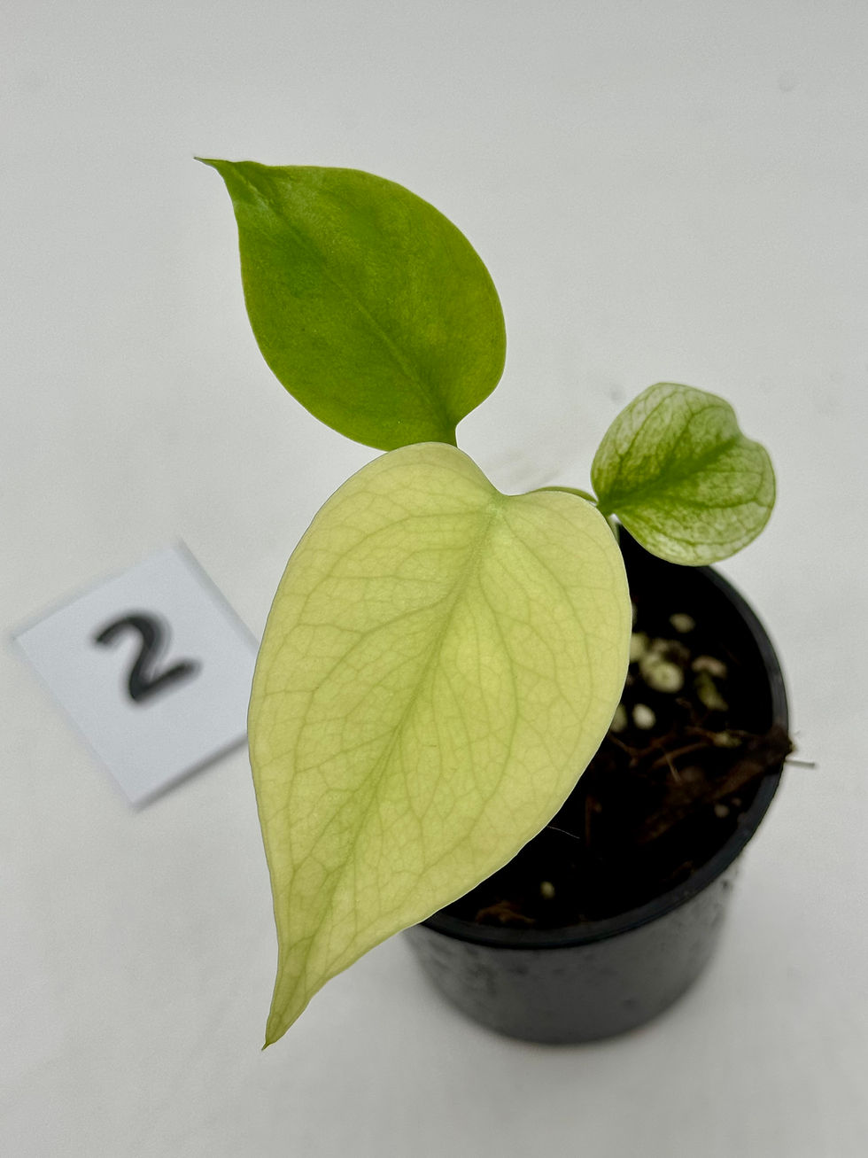 Thumbnail: Monstera Blue Mint 