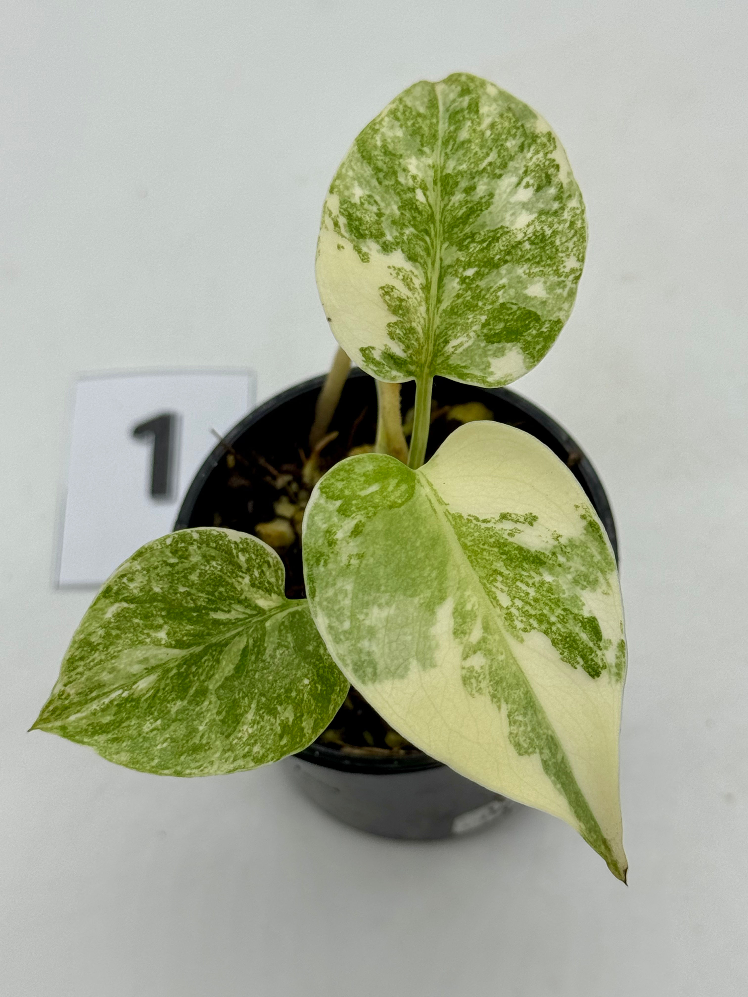 Monstera Cream Cheese
