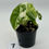 Thumbnail: Alocasia Melo Albo Variegated in 50mm 
