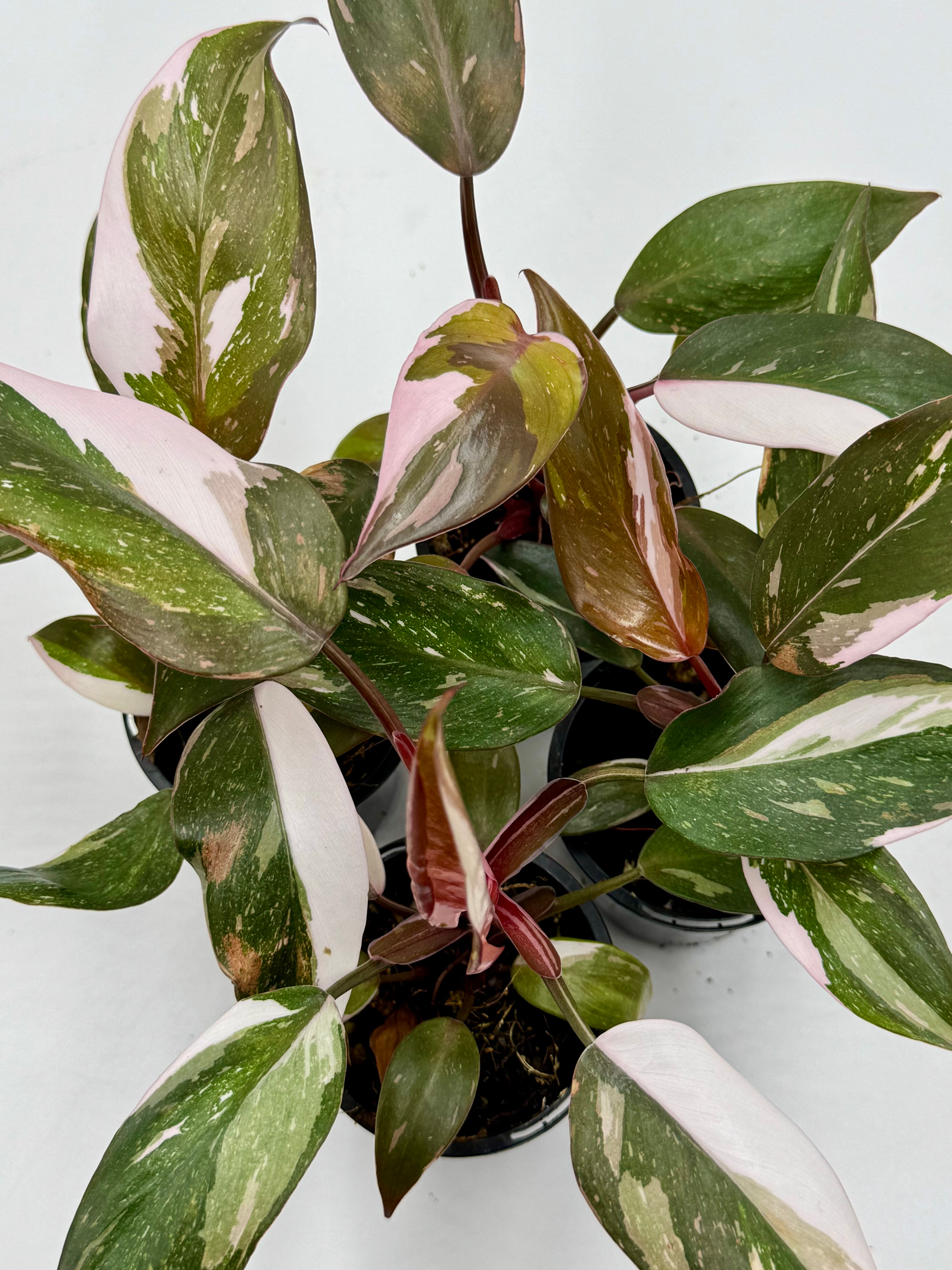 Philodendron Red Anderson