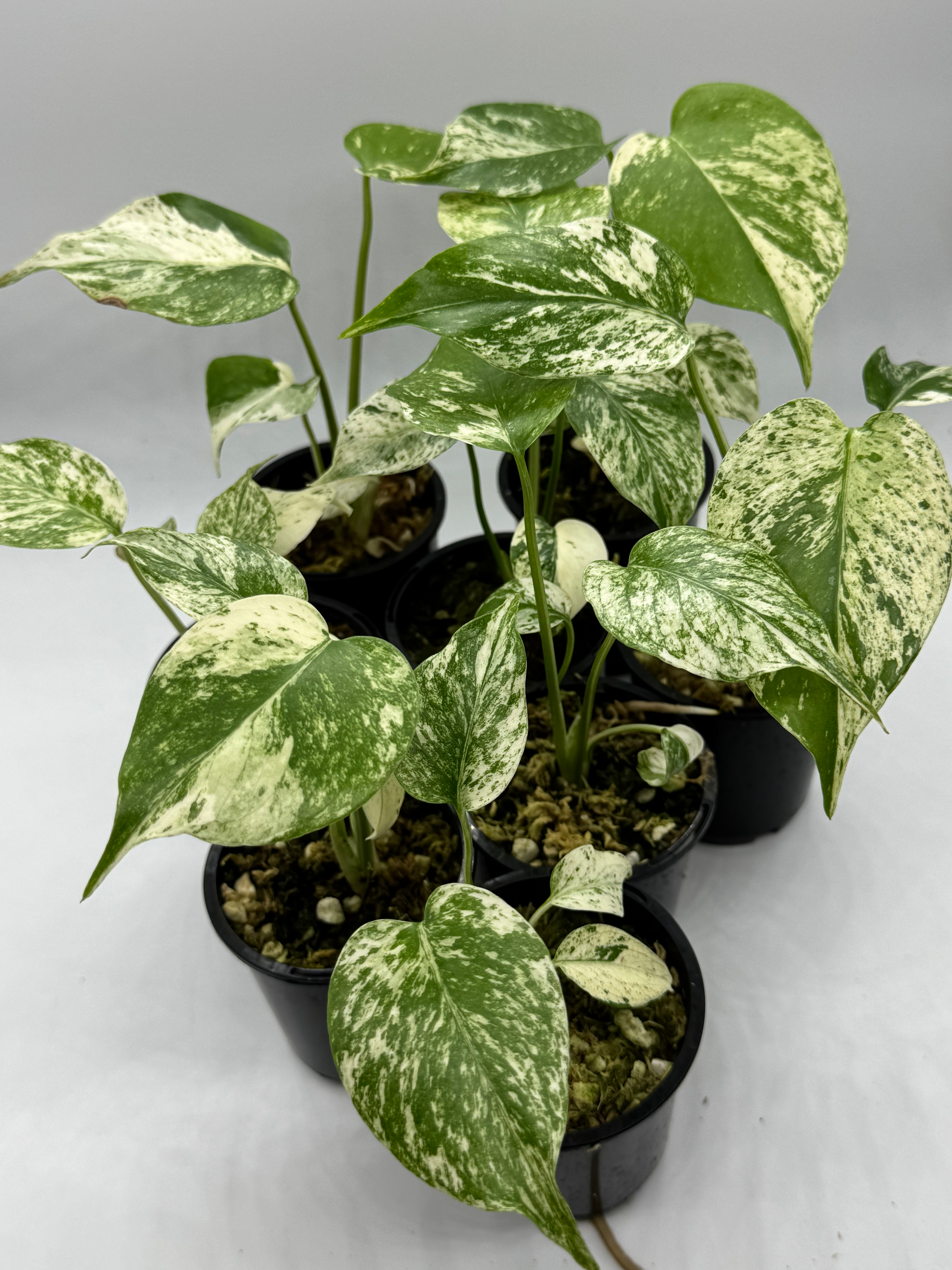 Monstera Large Form “White Monster”