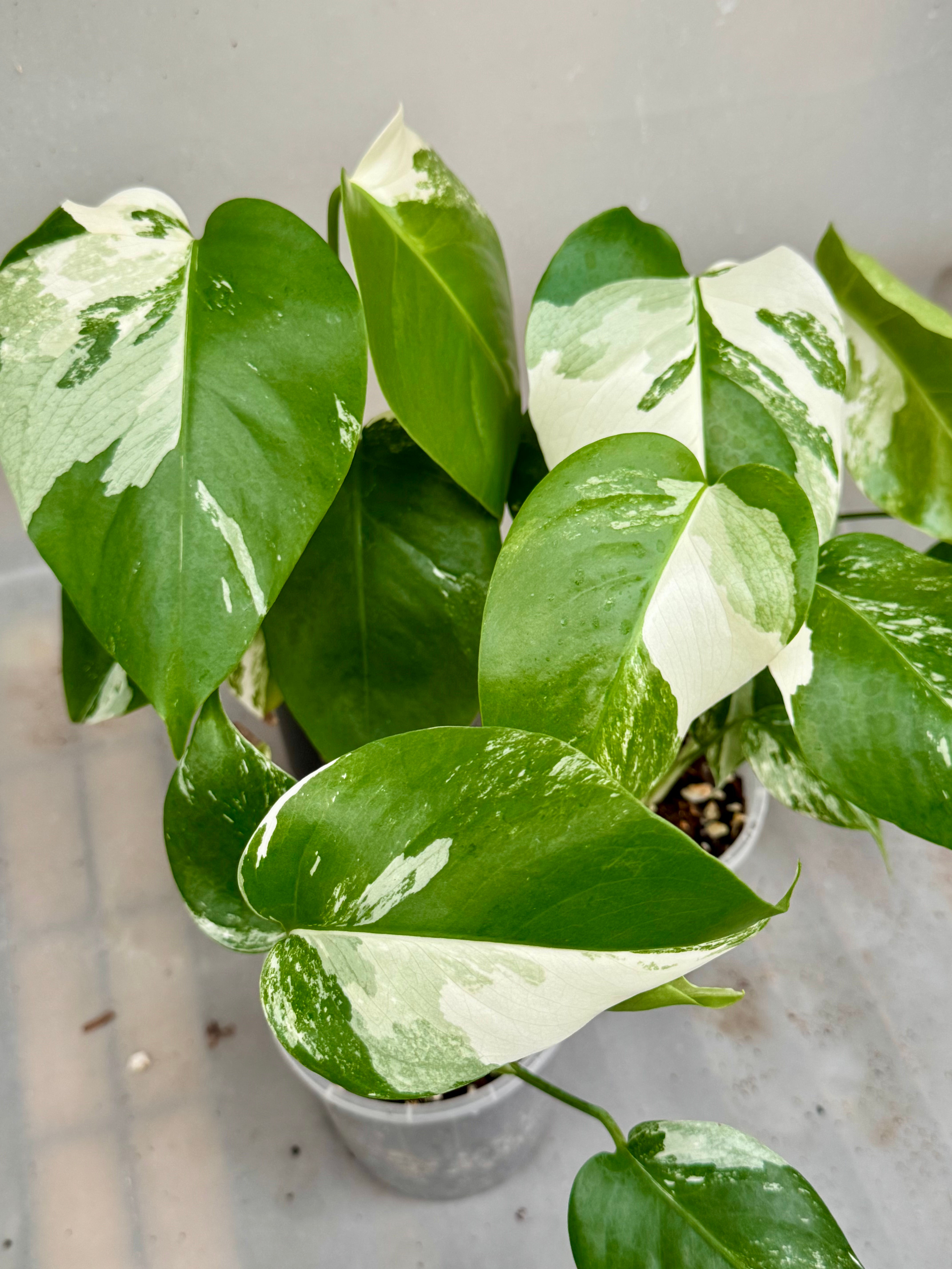 Monstera Borgsigiana Albo Variegated in 100mm
