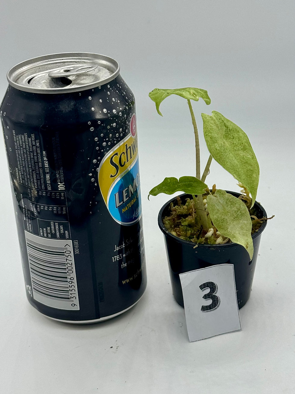 Thumbnail: Alocasia Black Satun Stardust Variegated 