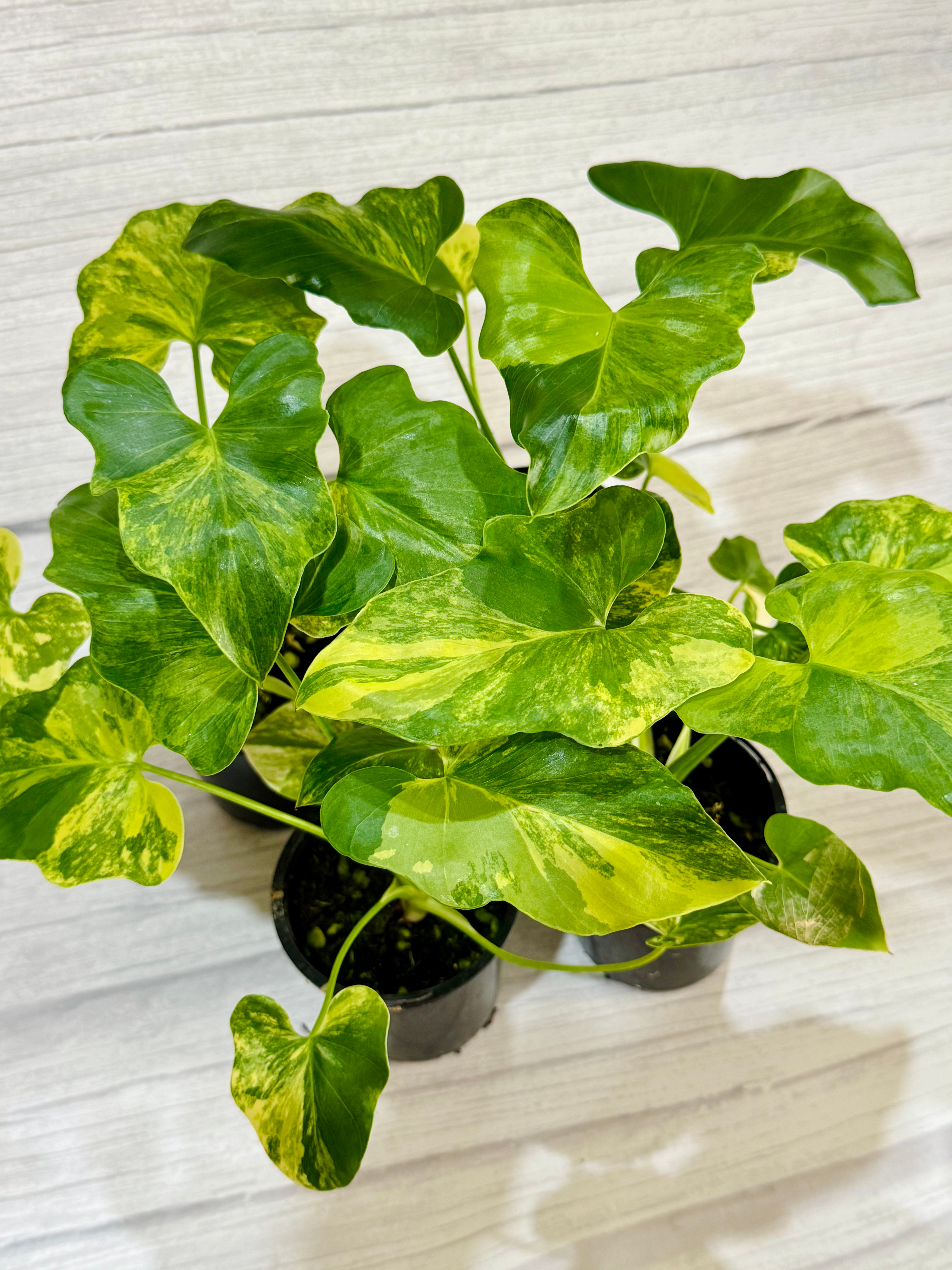 Philodendron Bipinnatifidum Variegated