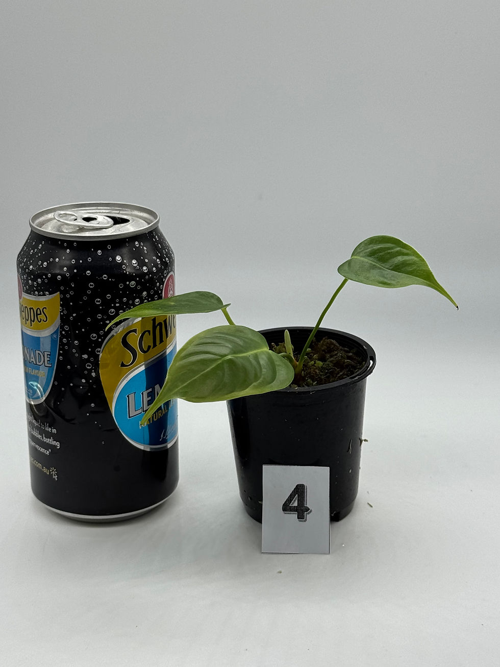 Thumbnail: Anthurium Veitchii in 70mm