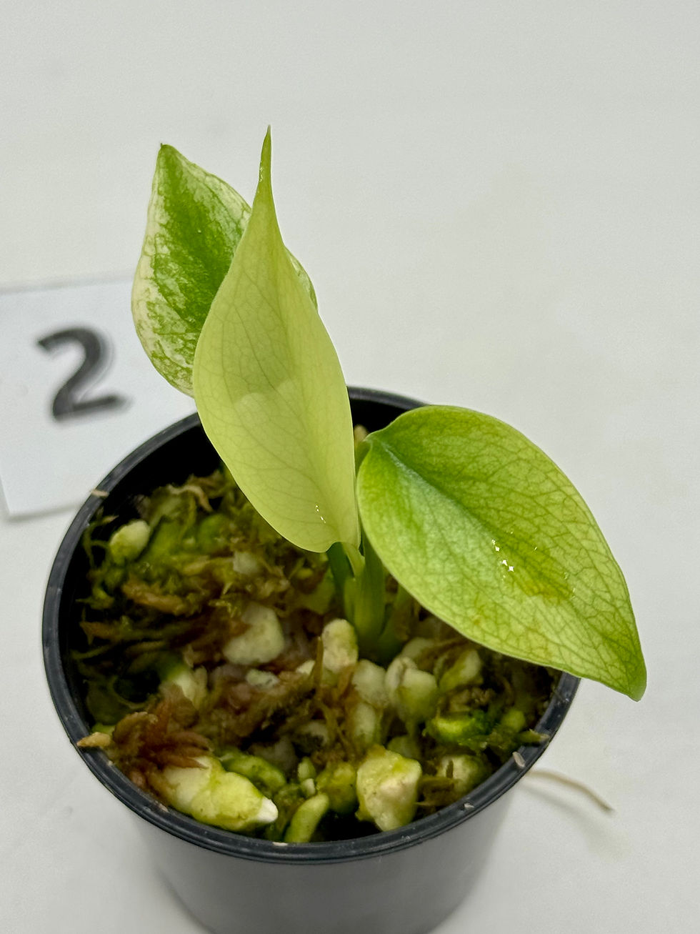 Thumbnail: Monstera Blue Mint