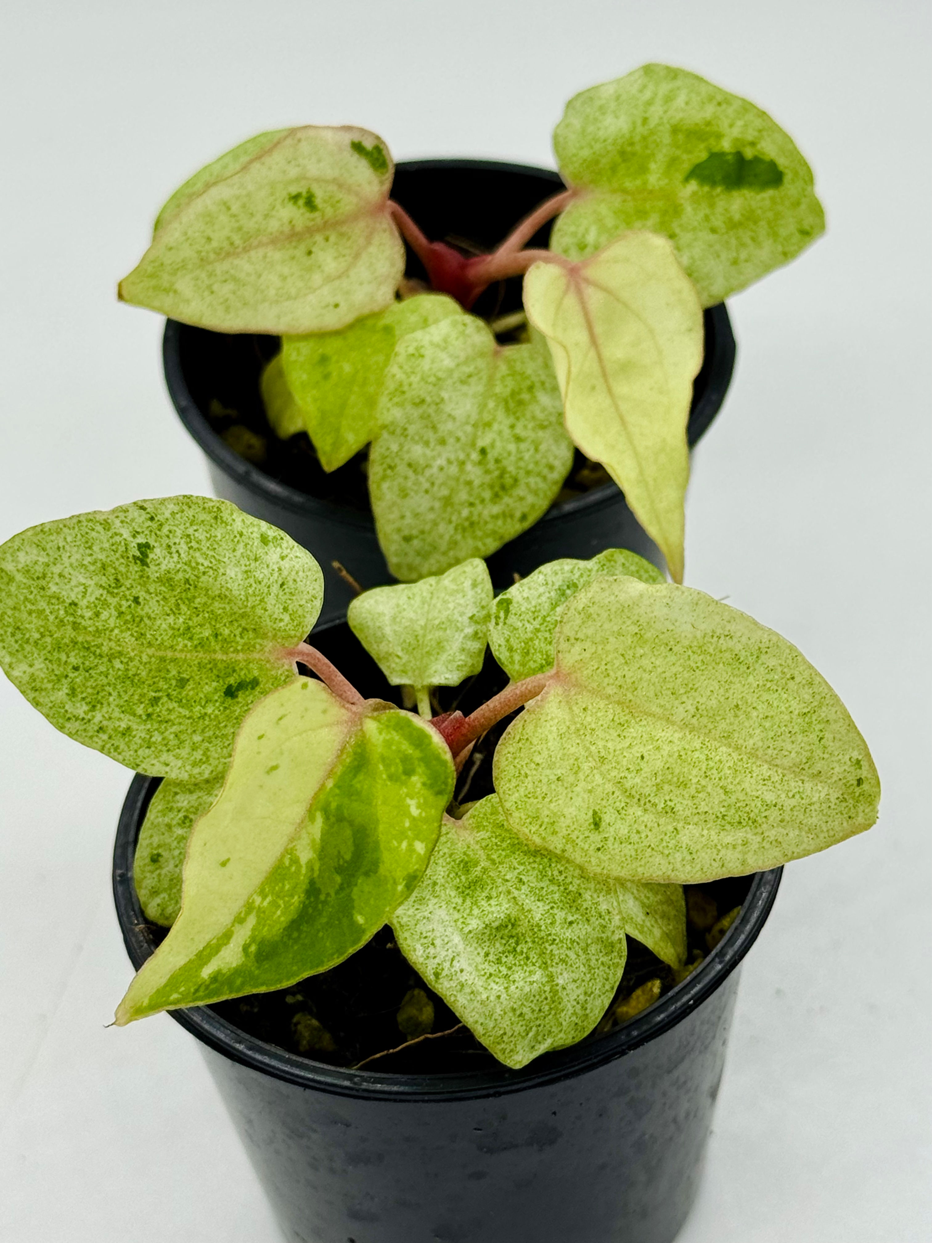 Anthurium Ace of Spades x Papillilaminum Variegated