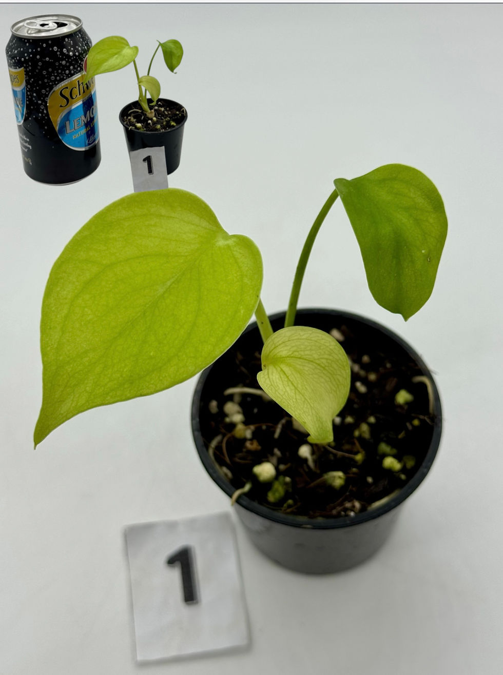 Thumbnail: Monstera Blue Mint 