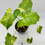Thumbnail: Philodendron Bipinnatifidum Variegated #1
