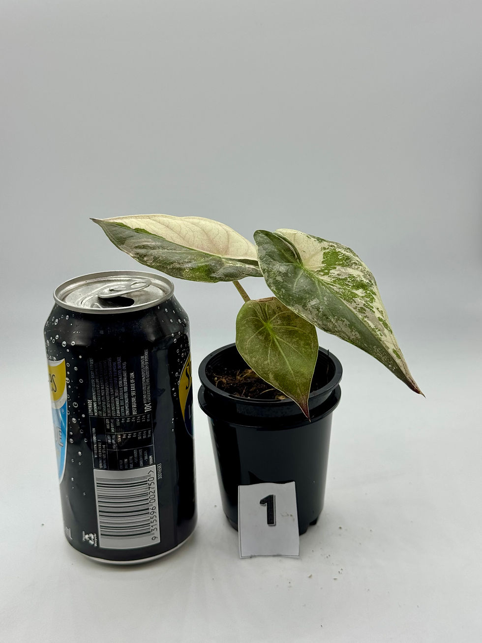 Thumbnail: Alocasia Wentii Pink Variegated 