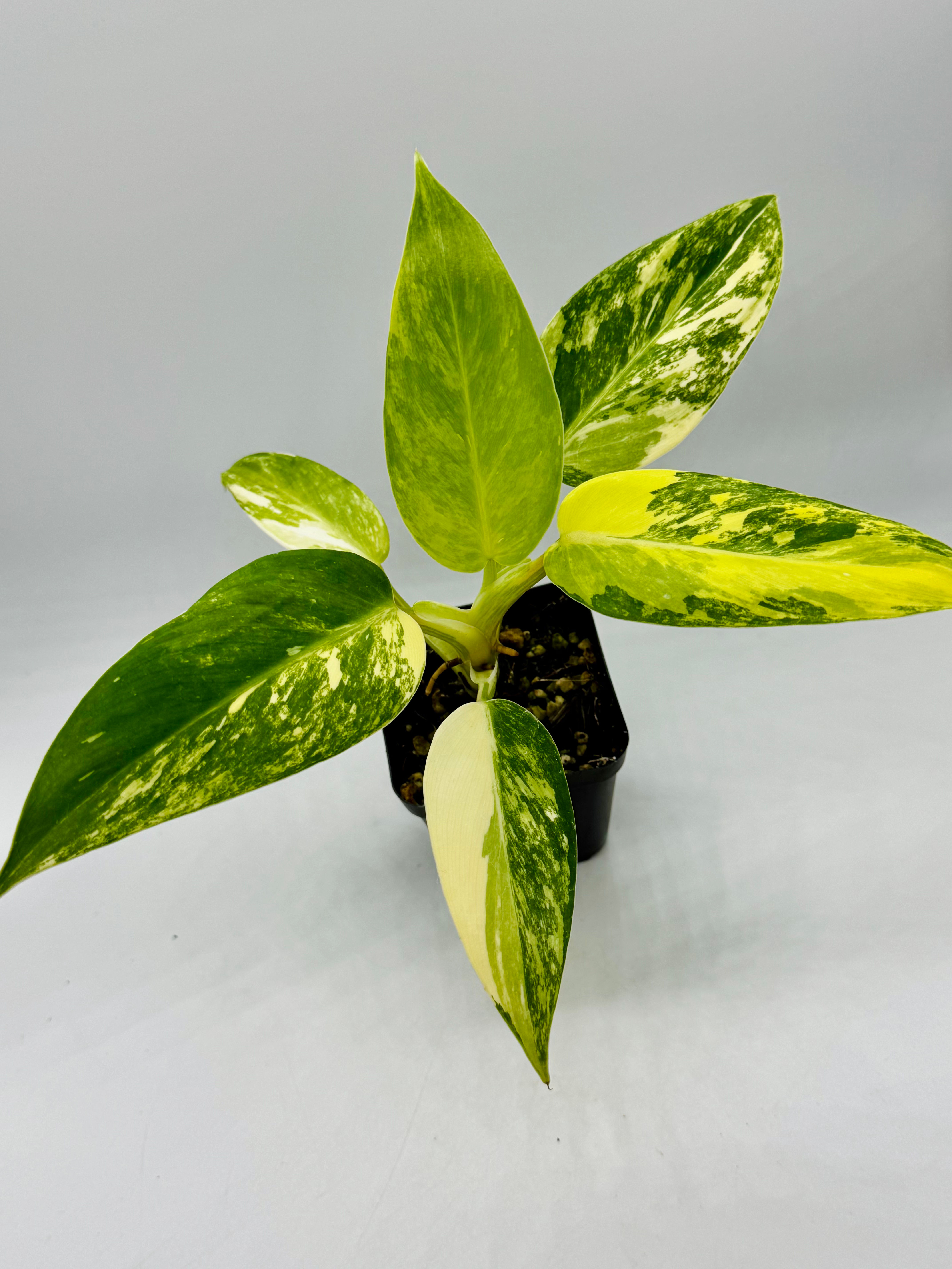 Philodendron White Princess Aurea Variegated in 70mm