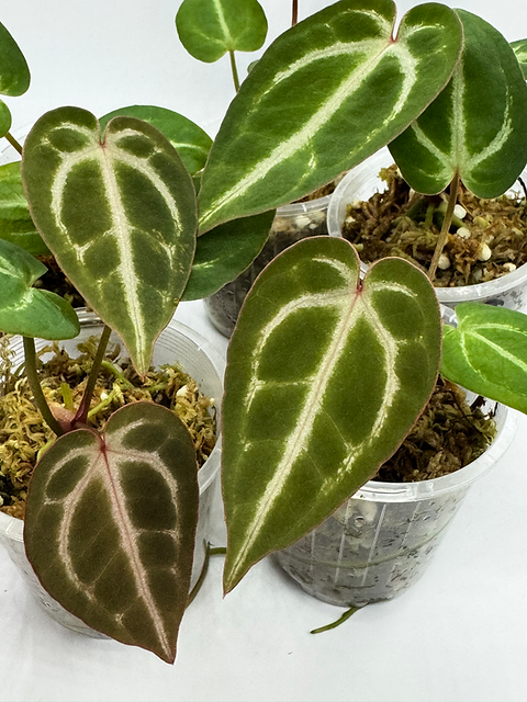 ア*レ様 アンスリウム 'Red Crystallinum' ×‘Dorayak Anthurium Red Crystallinum x Dorayaki ) X (Dressleri Indo x