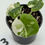 Thumbnail: Alocasia Melo Albo Variegated in 50mm