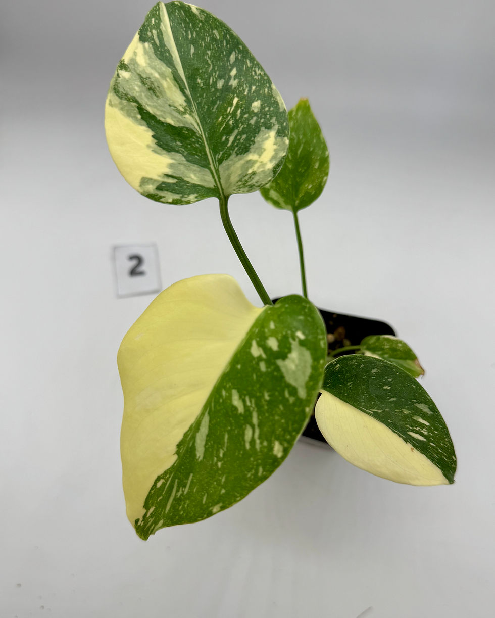 Thumbnail: Monstera Creme Brulee 