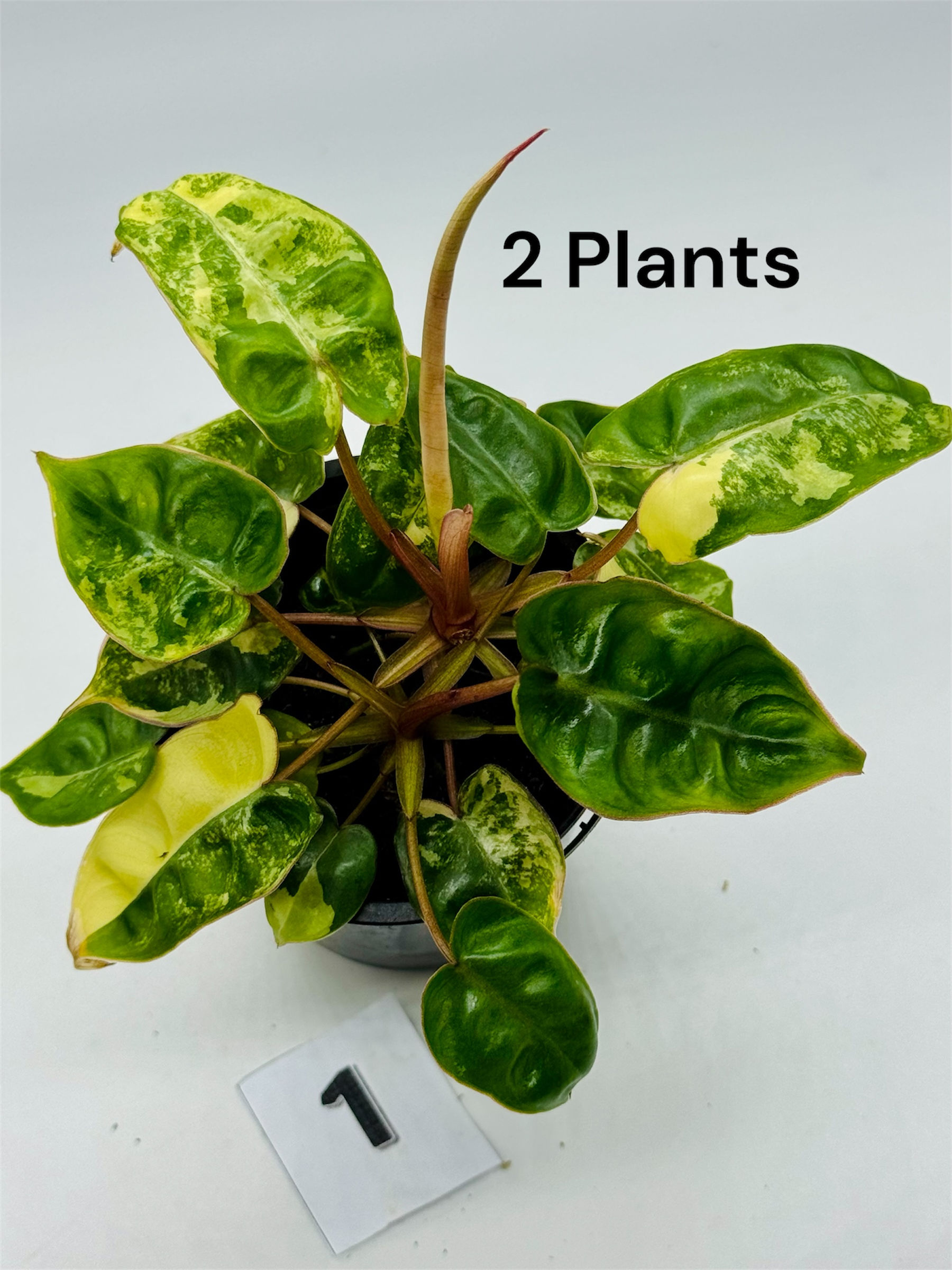 Philodendron Billietiae Variegated (2 plants)