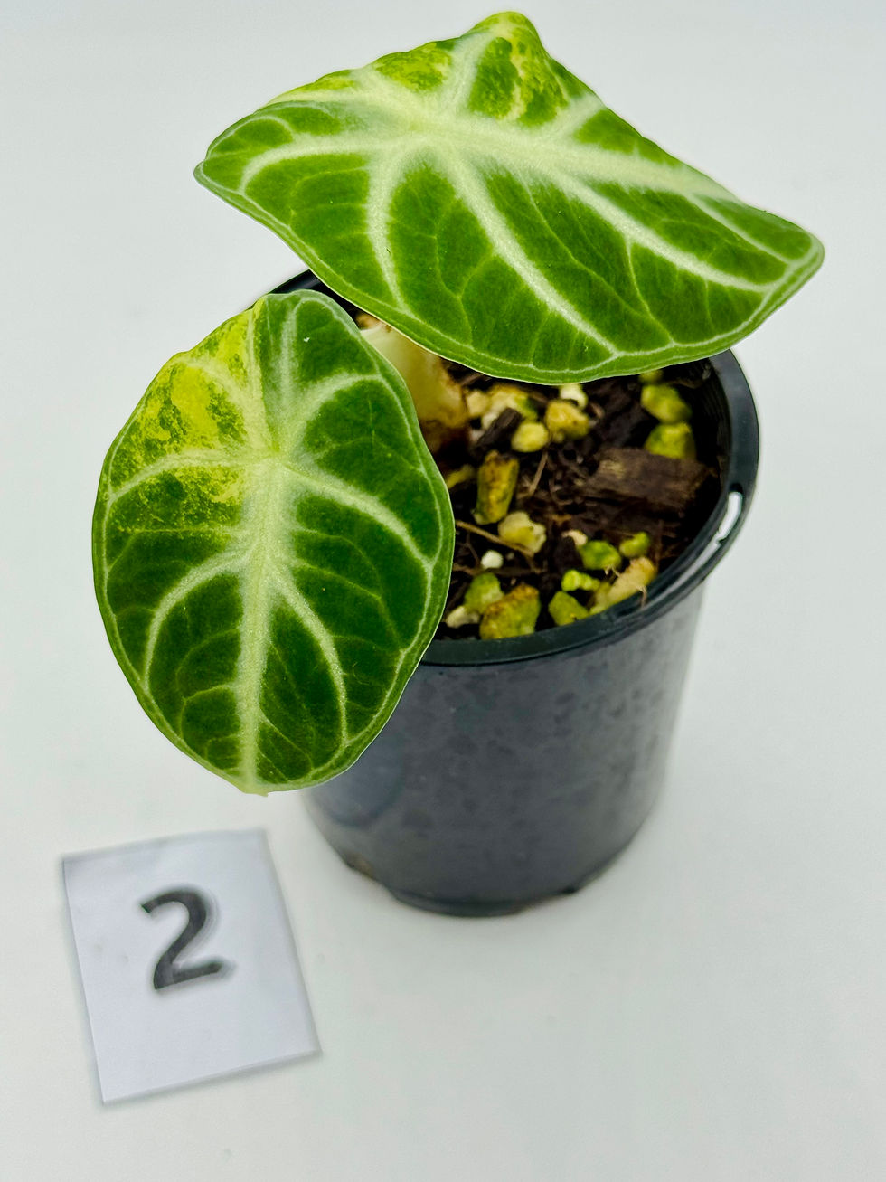 Thumbnail: Alocasia Ninja Aurea Variegated 