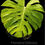 Thumbnail: Monstera Large Form Aurea Variegated