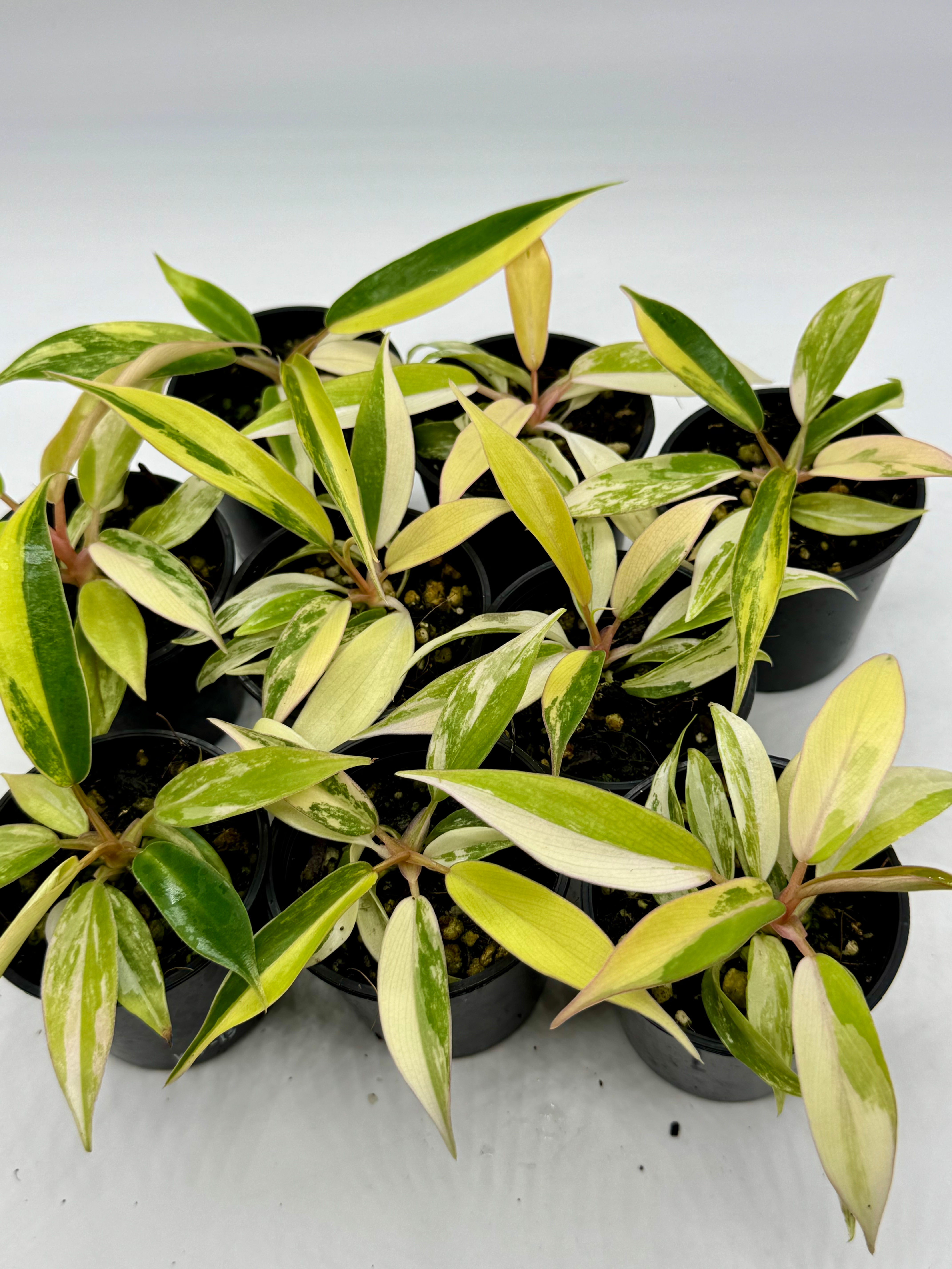 Philodendron Florida Beauty x Tortum Variegated