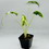 Thumbnail: Alocasia Sarian Albo Variegated