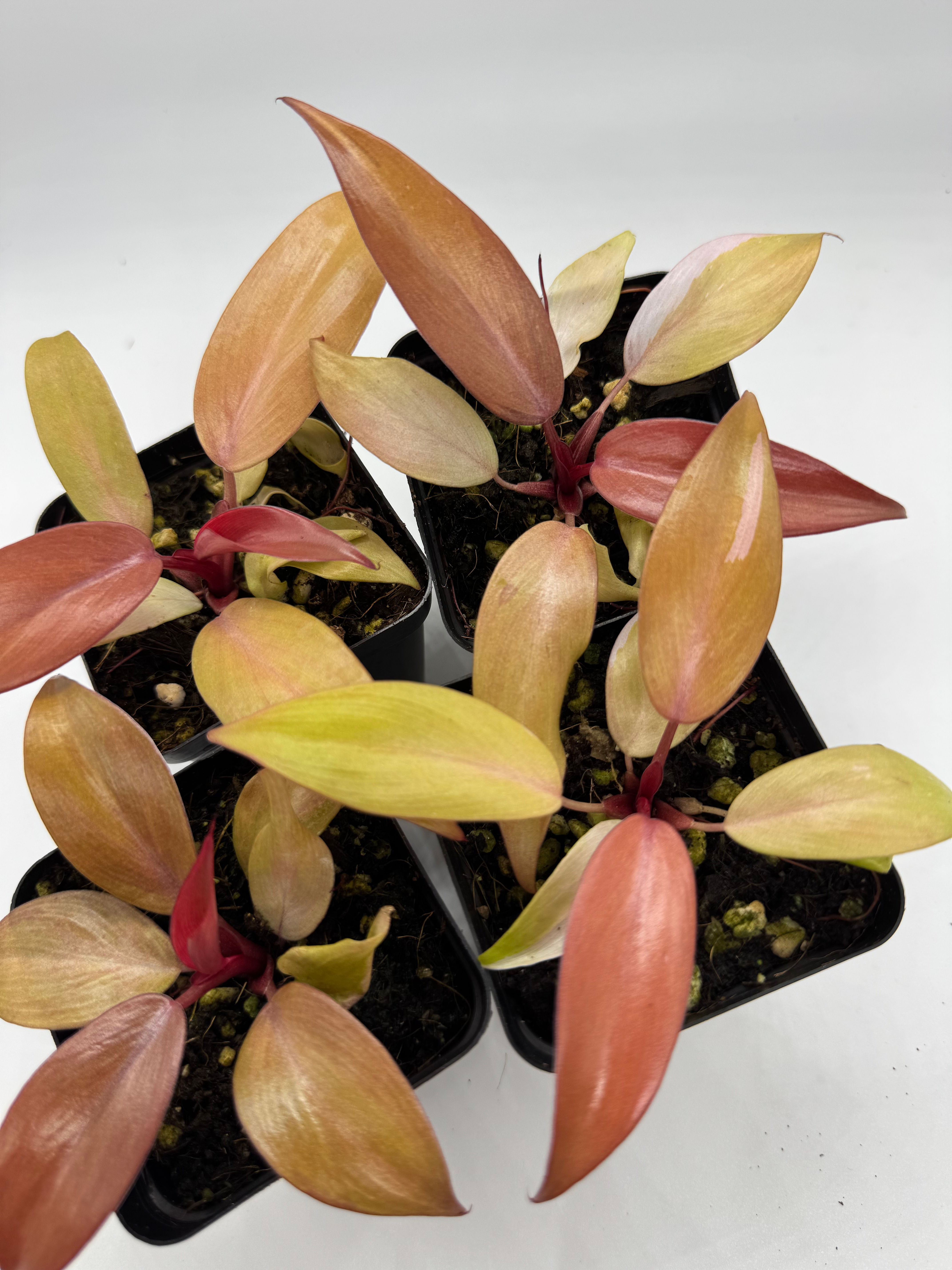 Philodendron Persimmon Princess