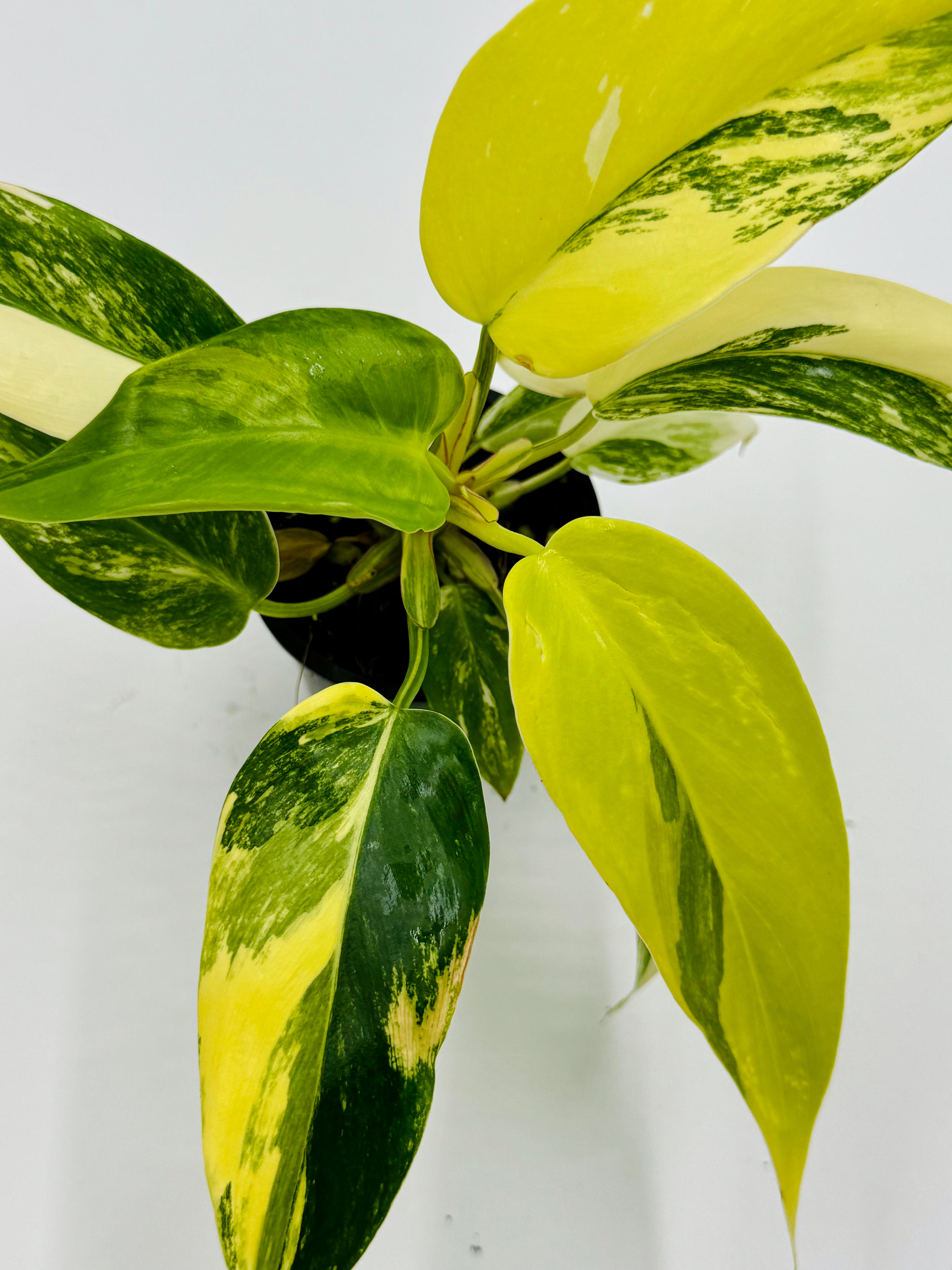 Philodendron White Princess Aurea-Tricolour Variegated