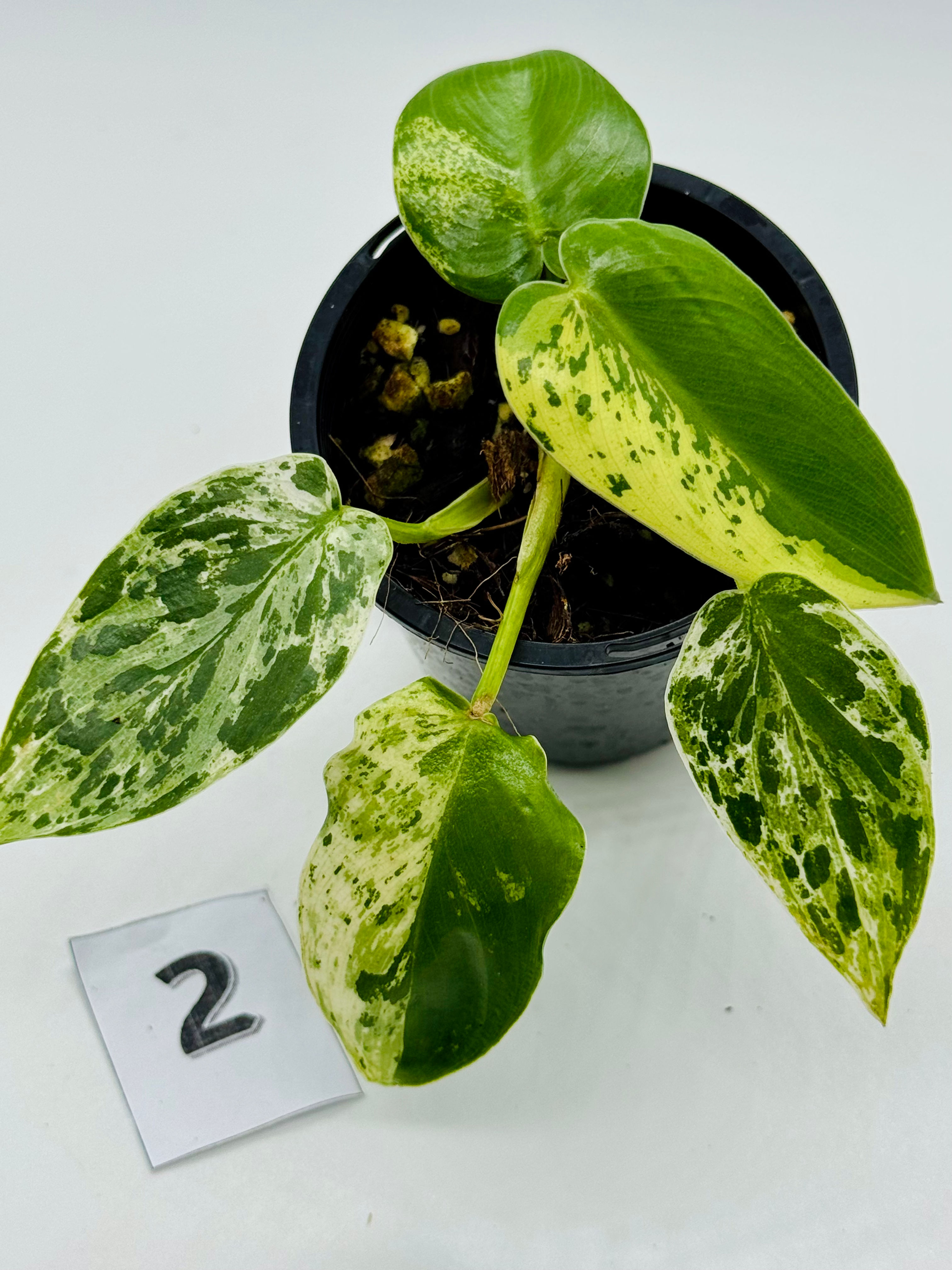 Philodendron Ilsemanii Variegated
