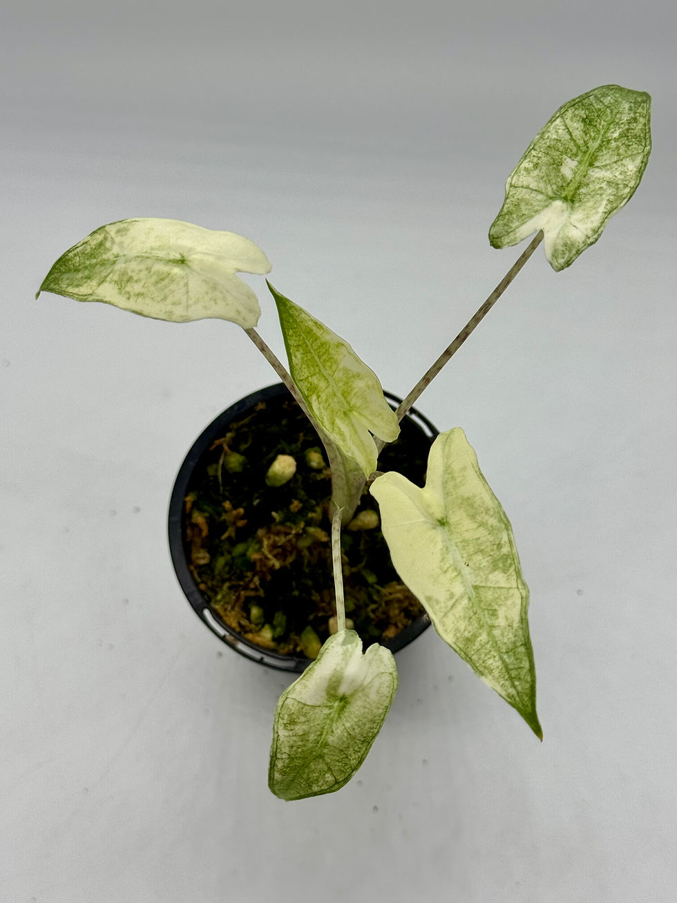 Thumbnail: Alocasia Sarian Variegated 