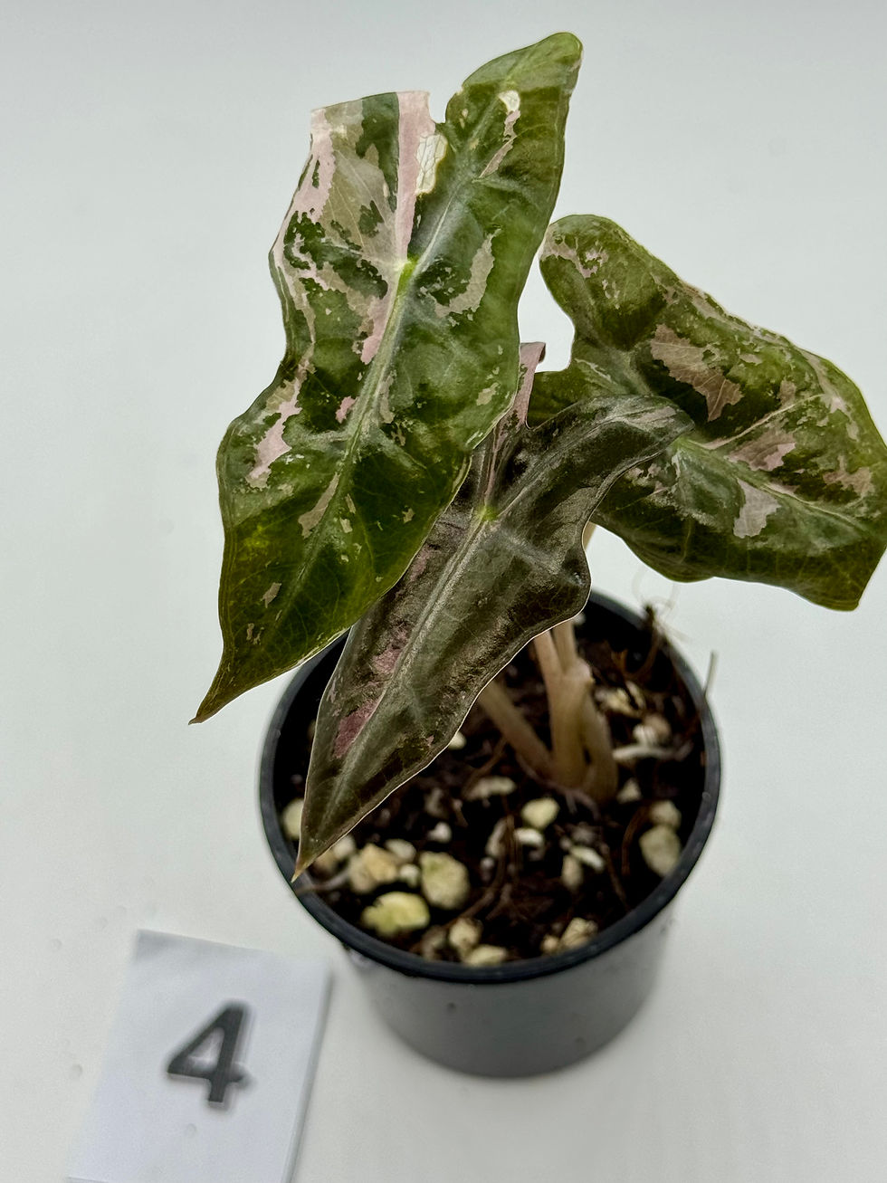 Thumbnail: Alocasia Sanderiana Nobilis Pink Variegated 