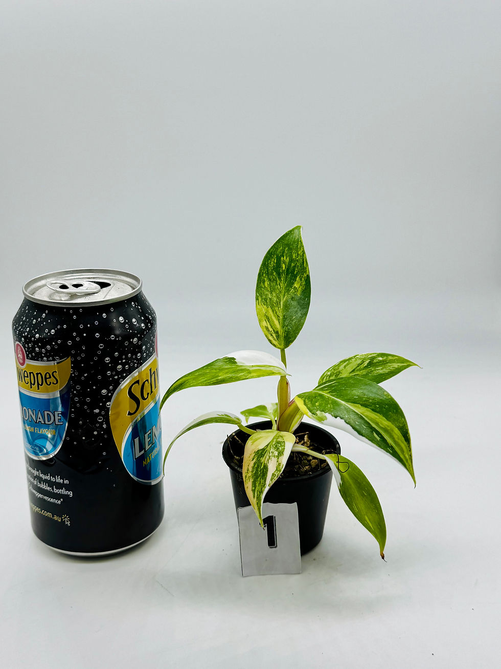 Thumbnail: Philodendron White Princess Tricolour-Aurea Variegated 