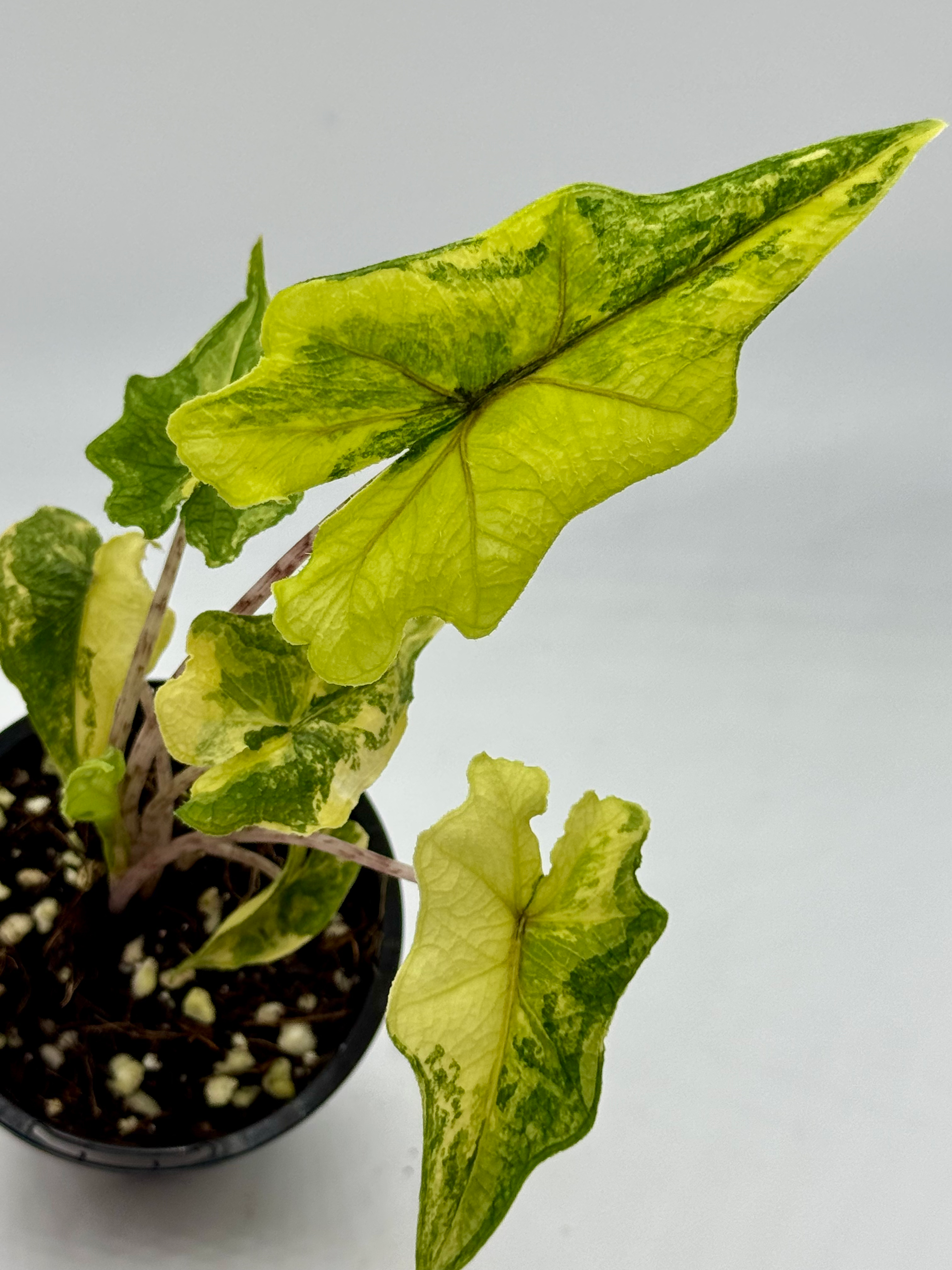 Alocasia Jacklyn Aurea Variegated 