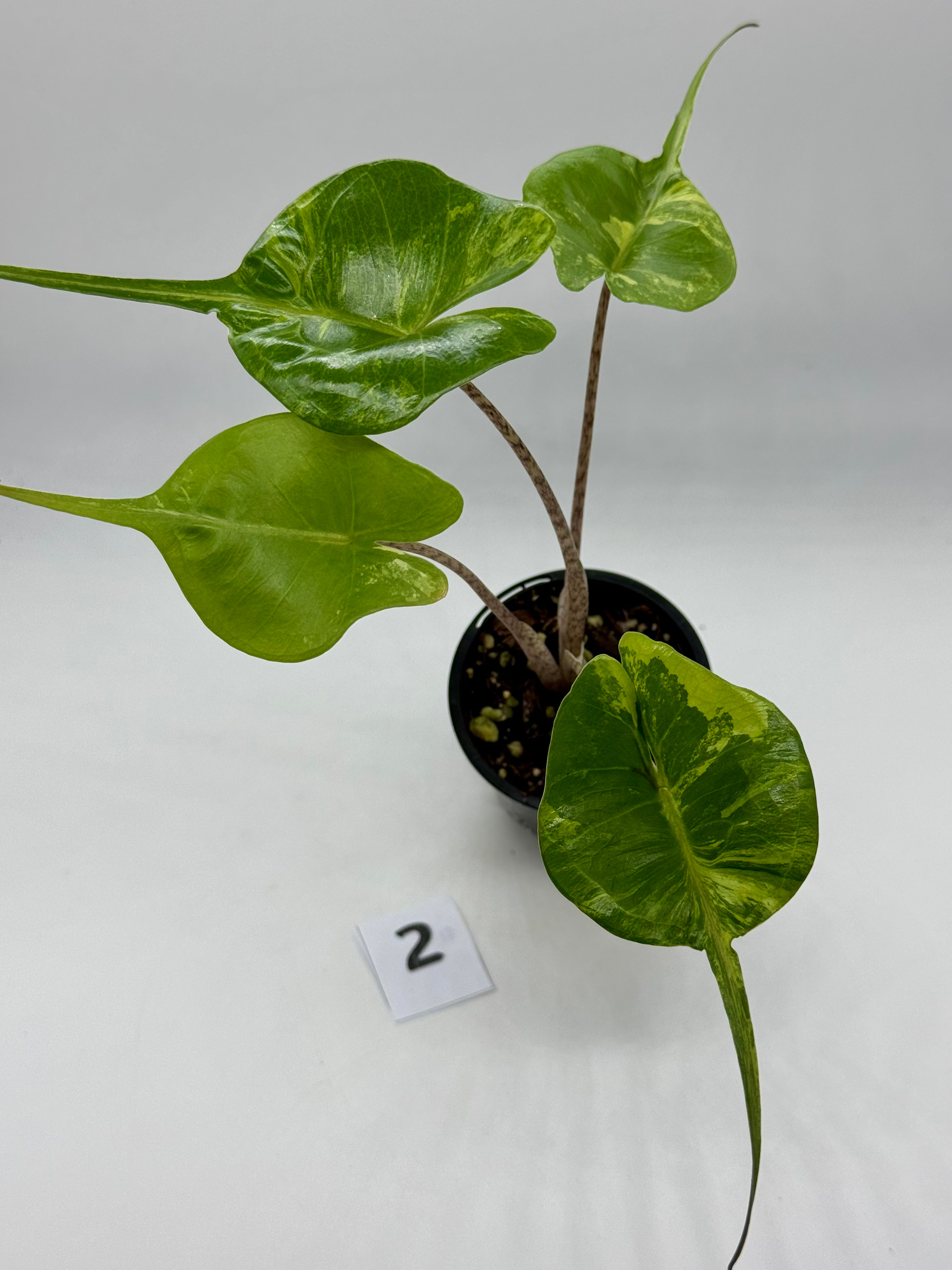 Alocasia Stingray Variegated #2 in 70mm