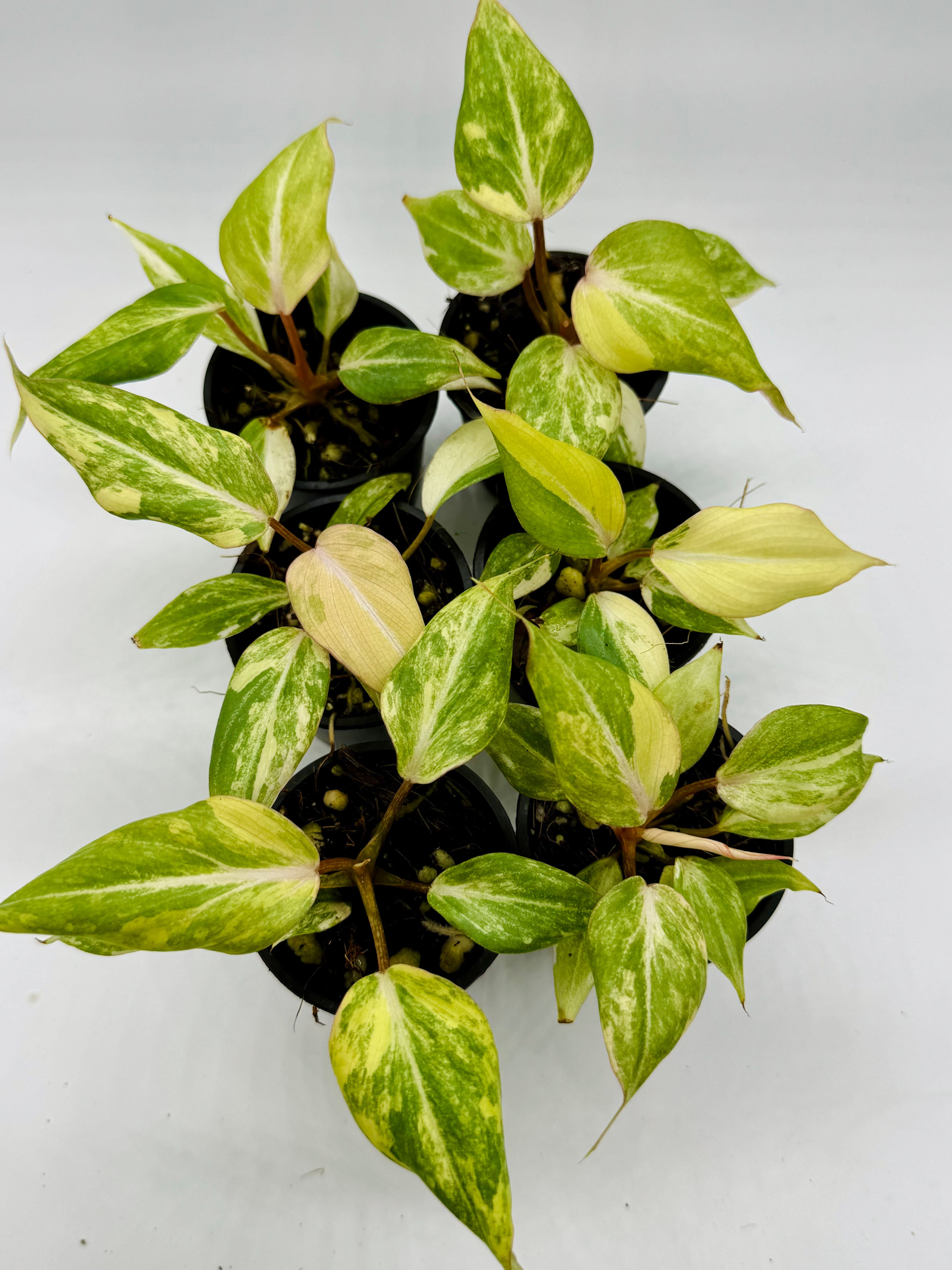 Philodendron Gloriosum Variegated in 50mm
