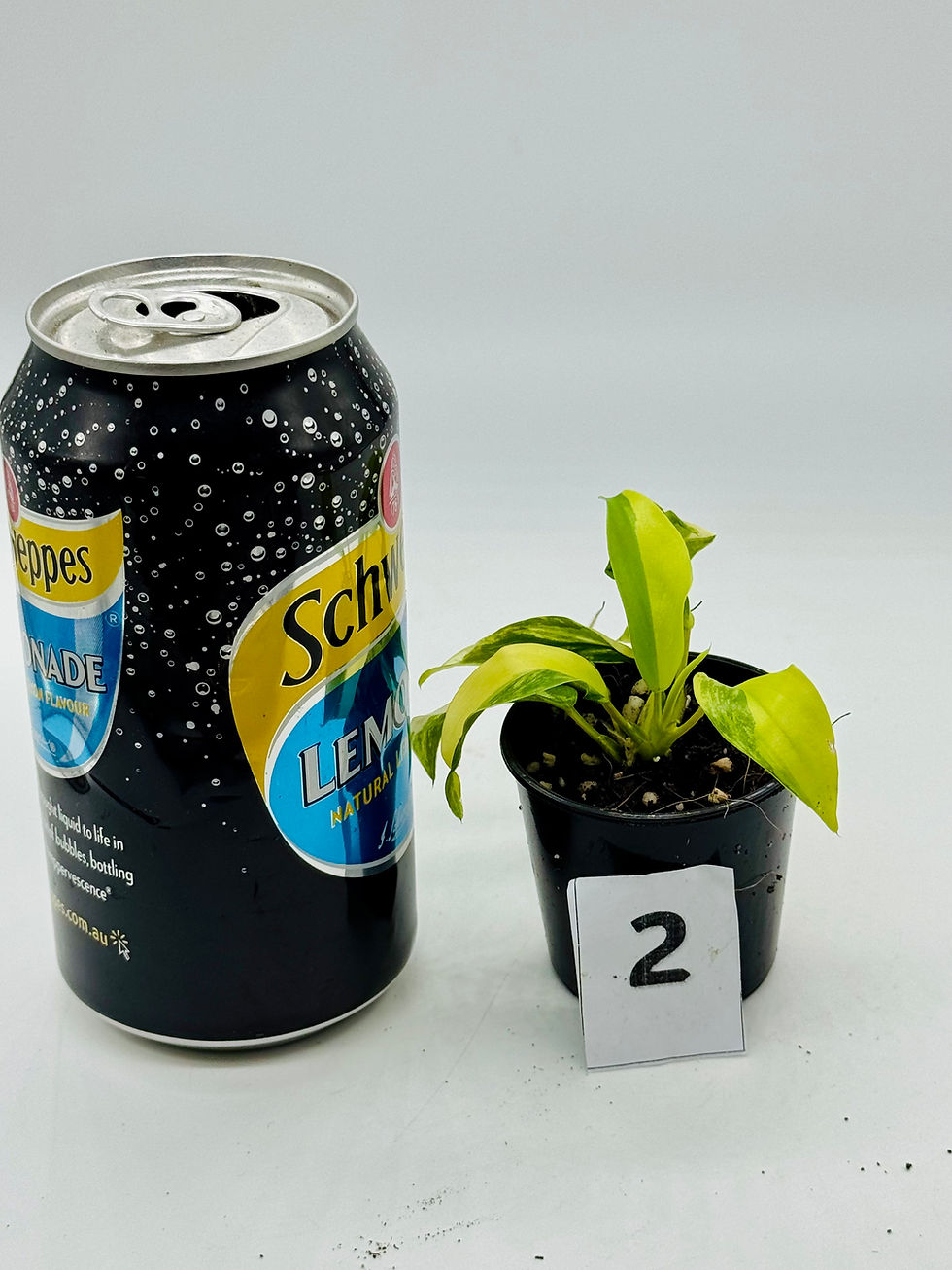 Thumbnail: Philodendron Green Lemon Aurea Variegated 