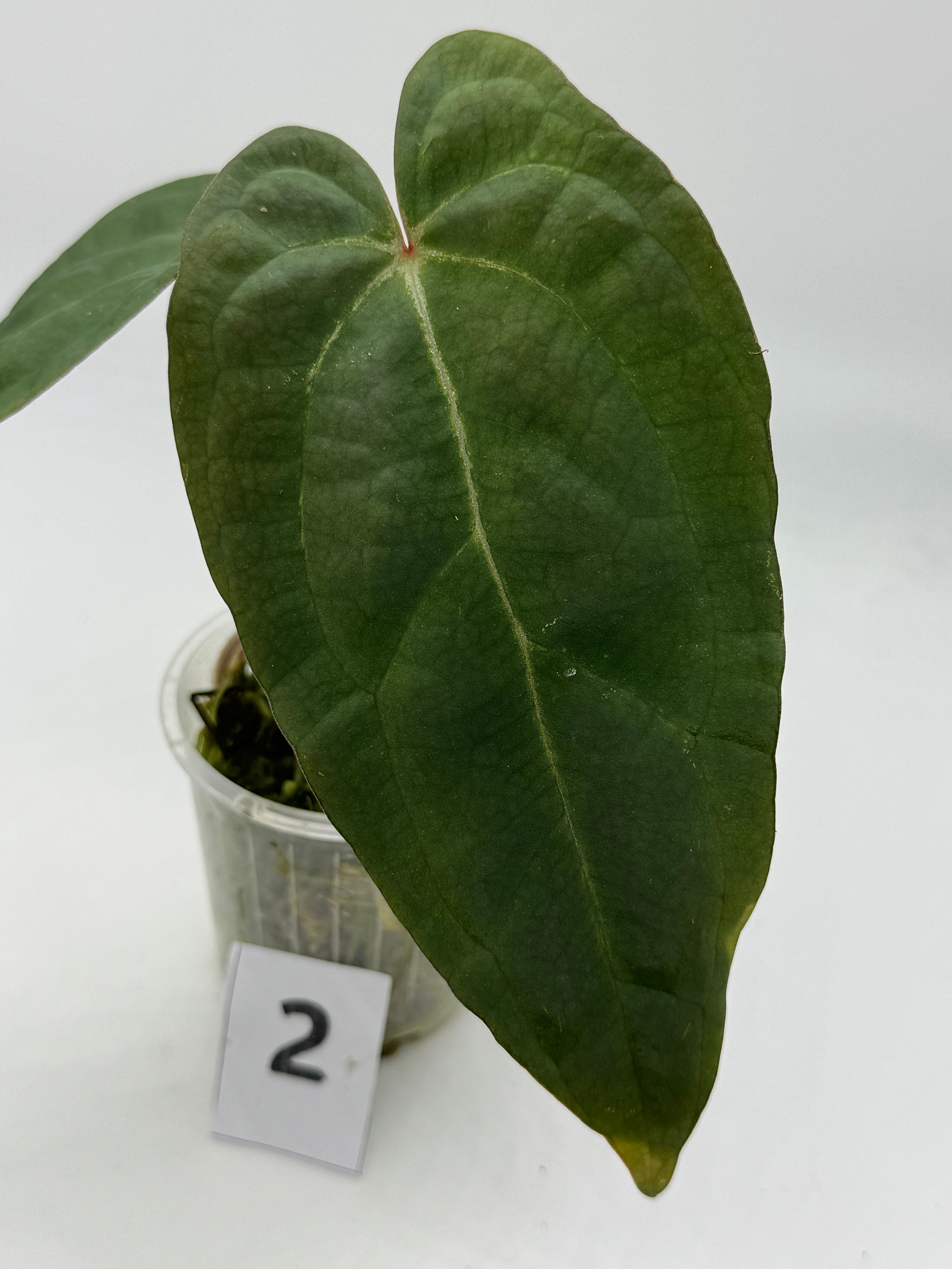 Anthurium Ace of Spades x Papillilaminum in 70mm