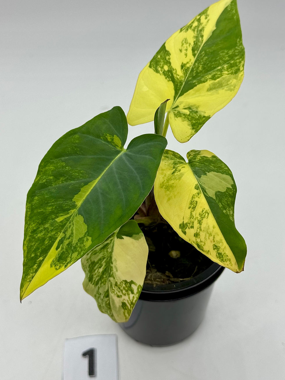 Thumbnail: Xanthosoma  Sagittifolium “Frozen Planet “ Aurea Variegated