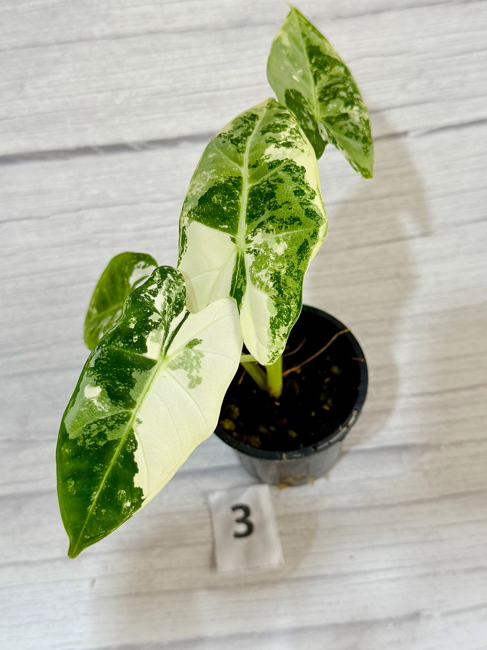 Thumbnail: Alocasia Frydek Variegated 