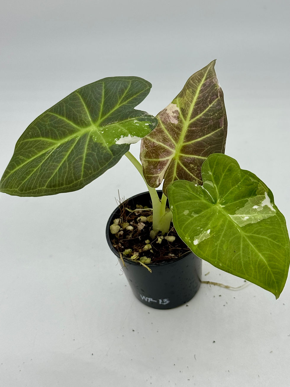 Thumbnail: Alocasia Regal Shield Variegated 