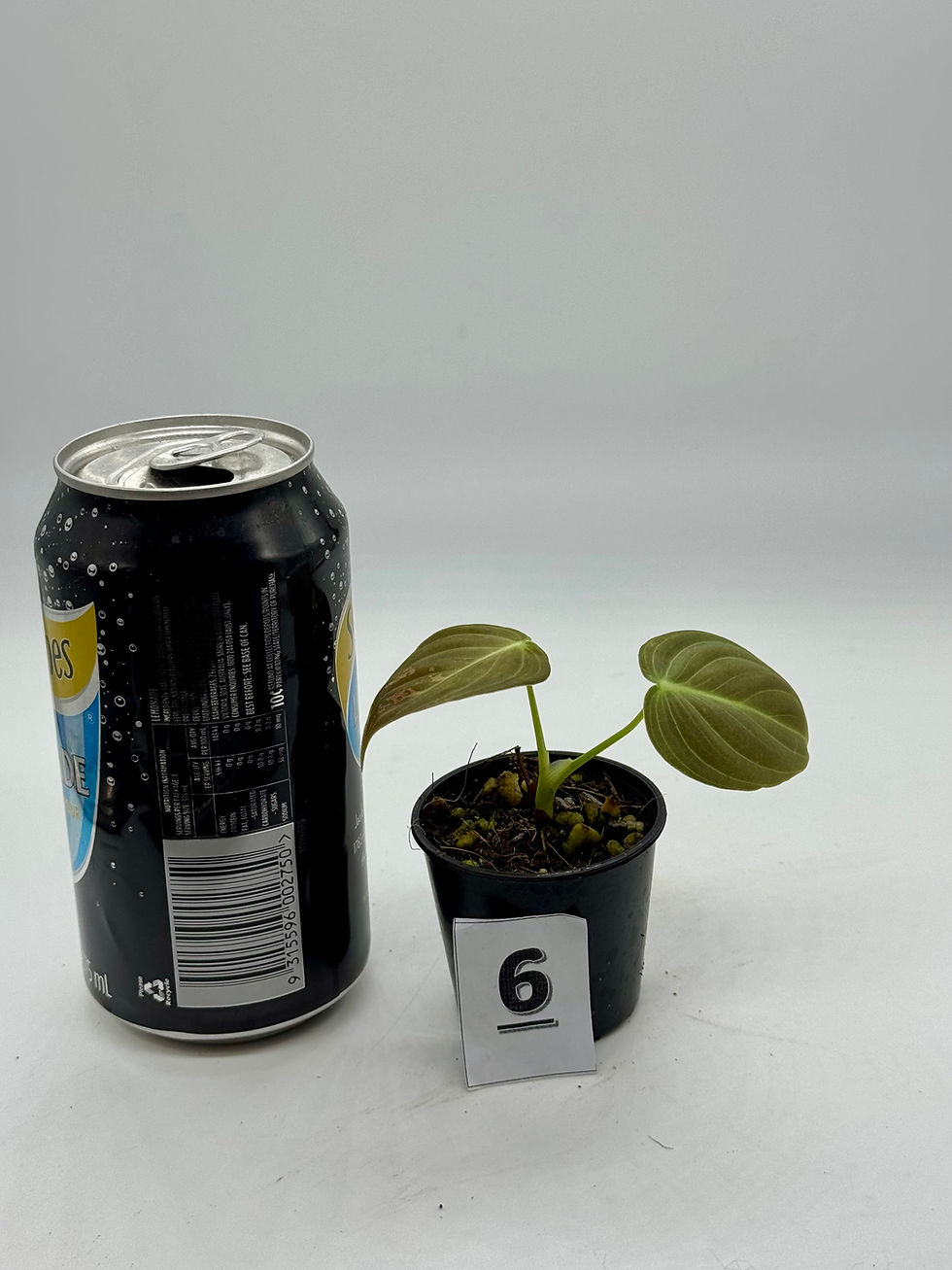 Thumbnail: Philodendron Melanochrysum Variegated grown from cutting