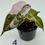Thumbnail: Alocasia Amazonica Pink -Albo Variegated in 50mm