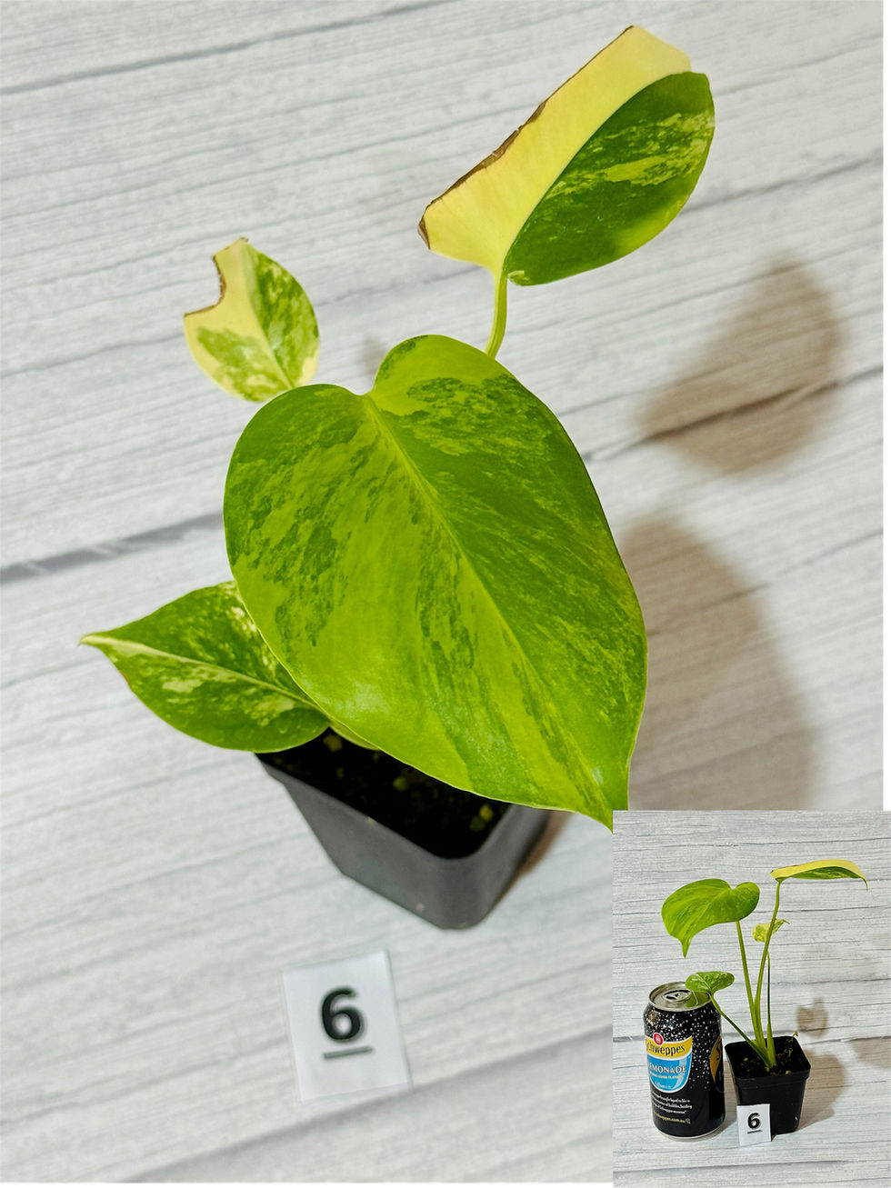 Thumbnail: Monstera Large Form “Aurea” Variegated 