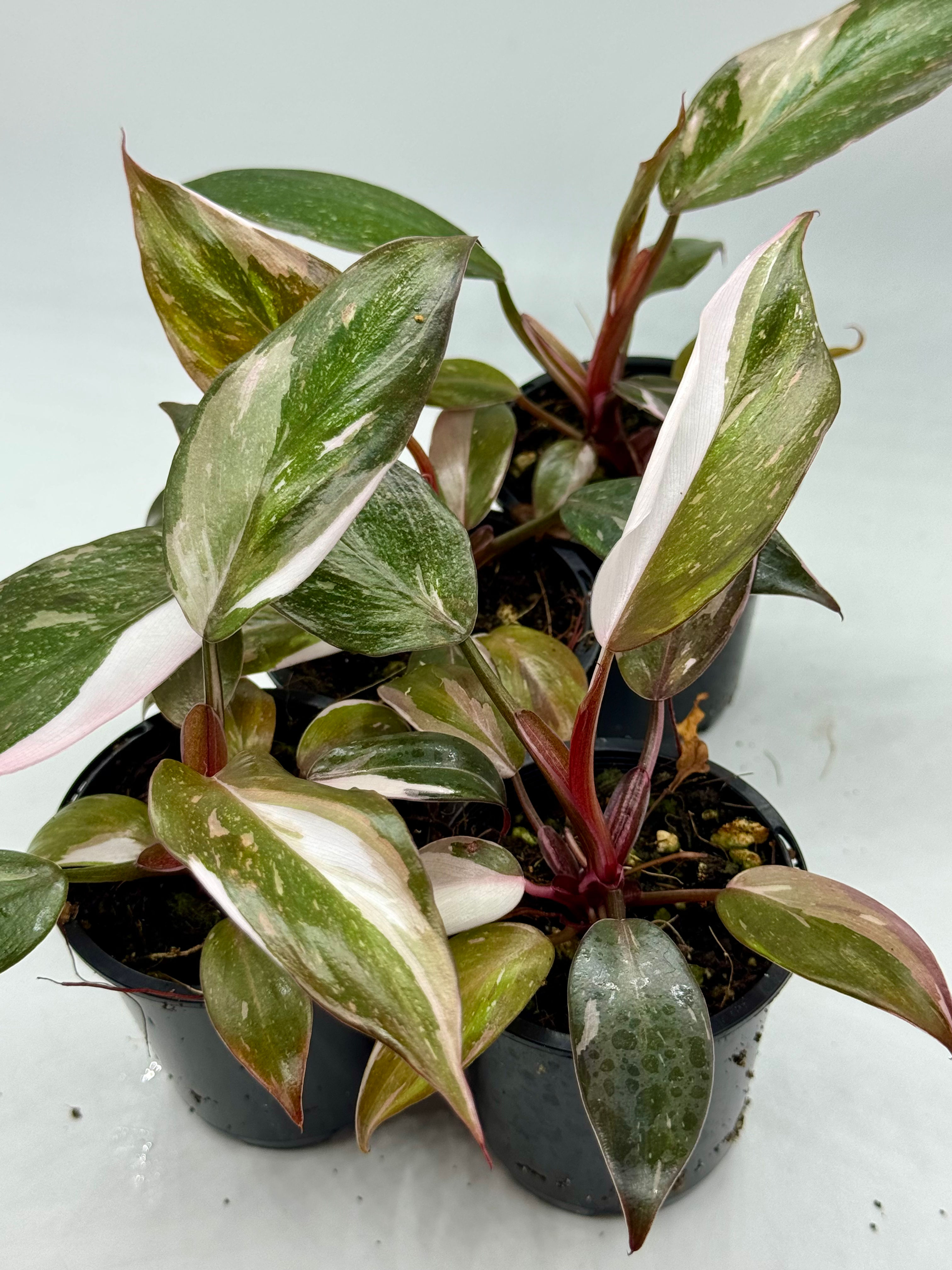 Philodendron Red Anderson 